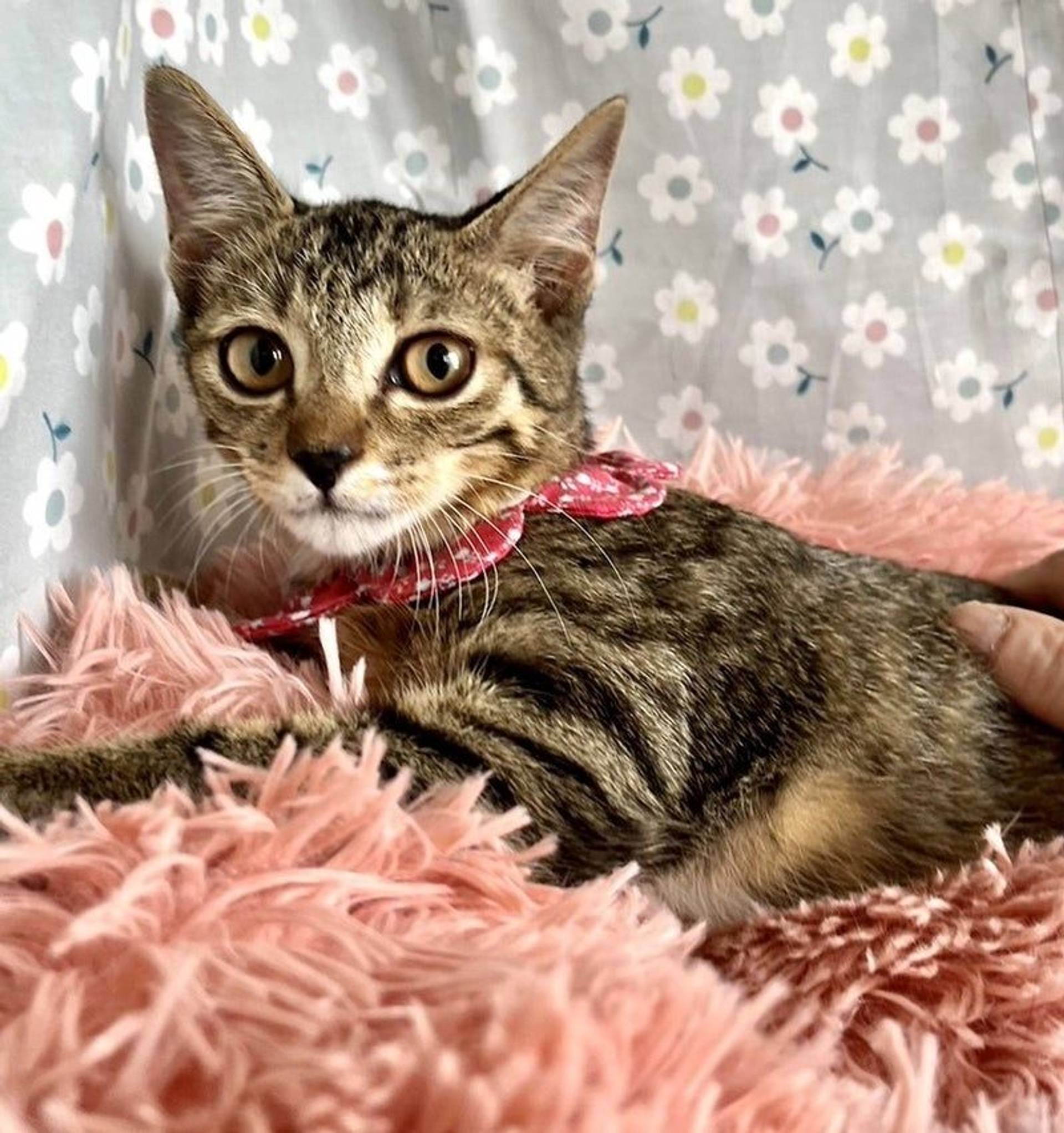雑種（ミックス猫）・メスの里親募集の写真