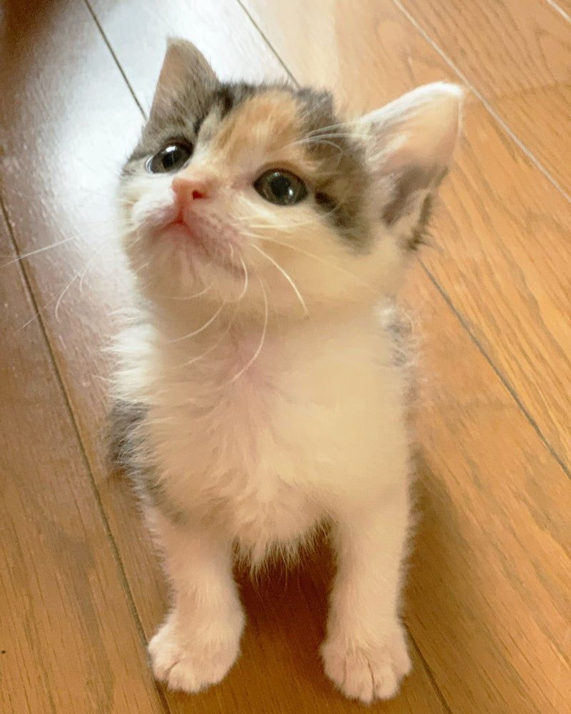 日本猫・オスの里親募集の写真
