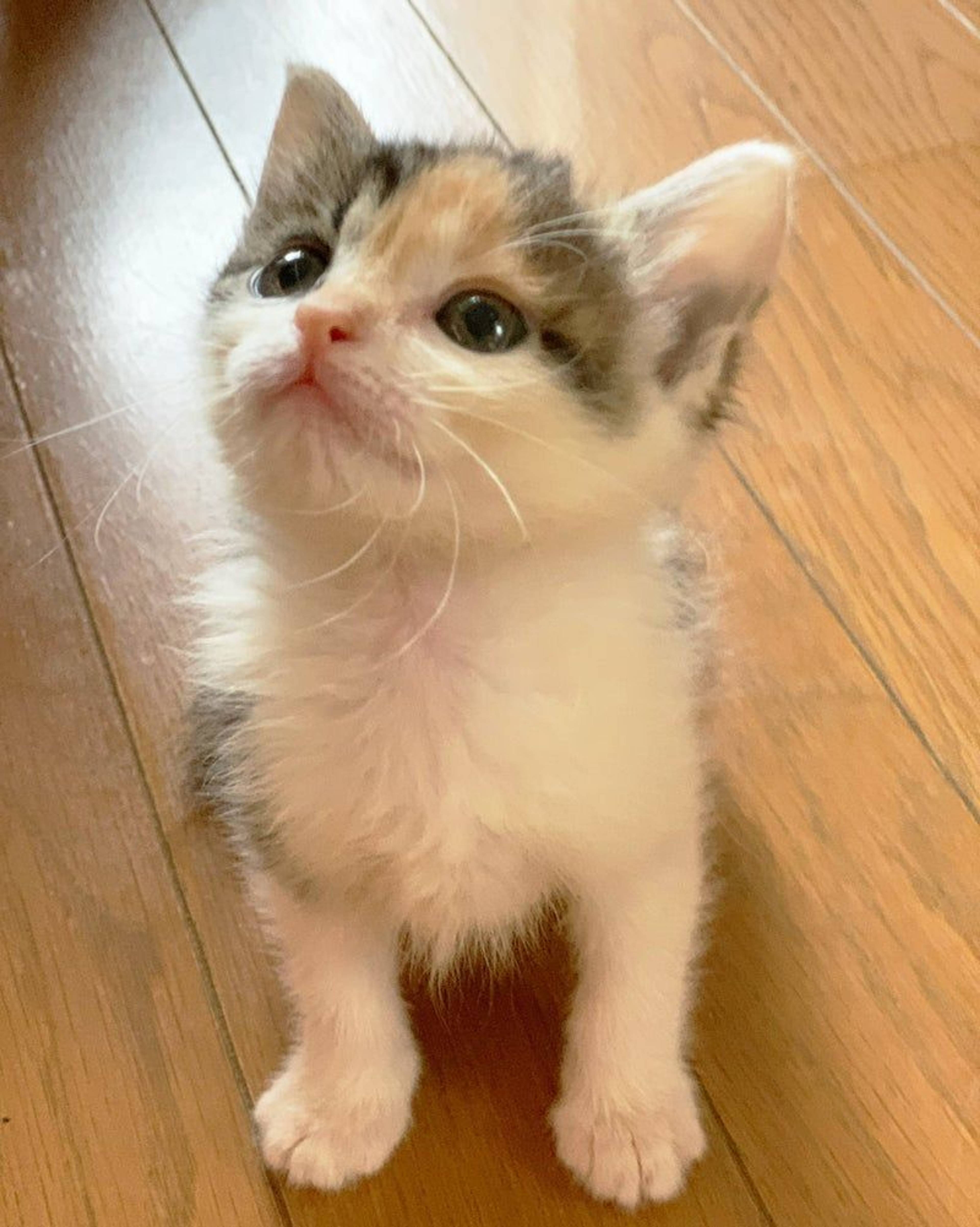 日本猫・オスの里親募集の写真