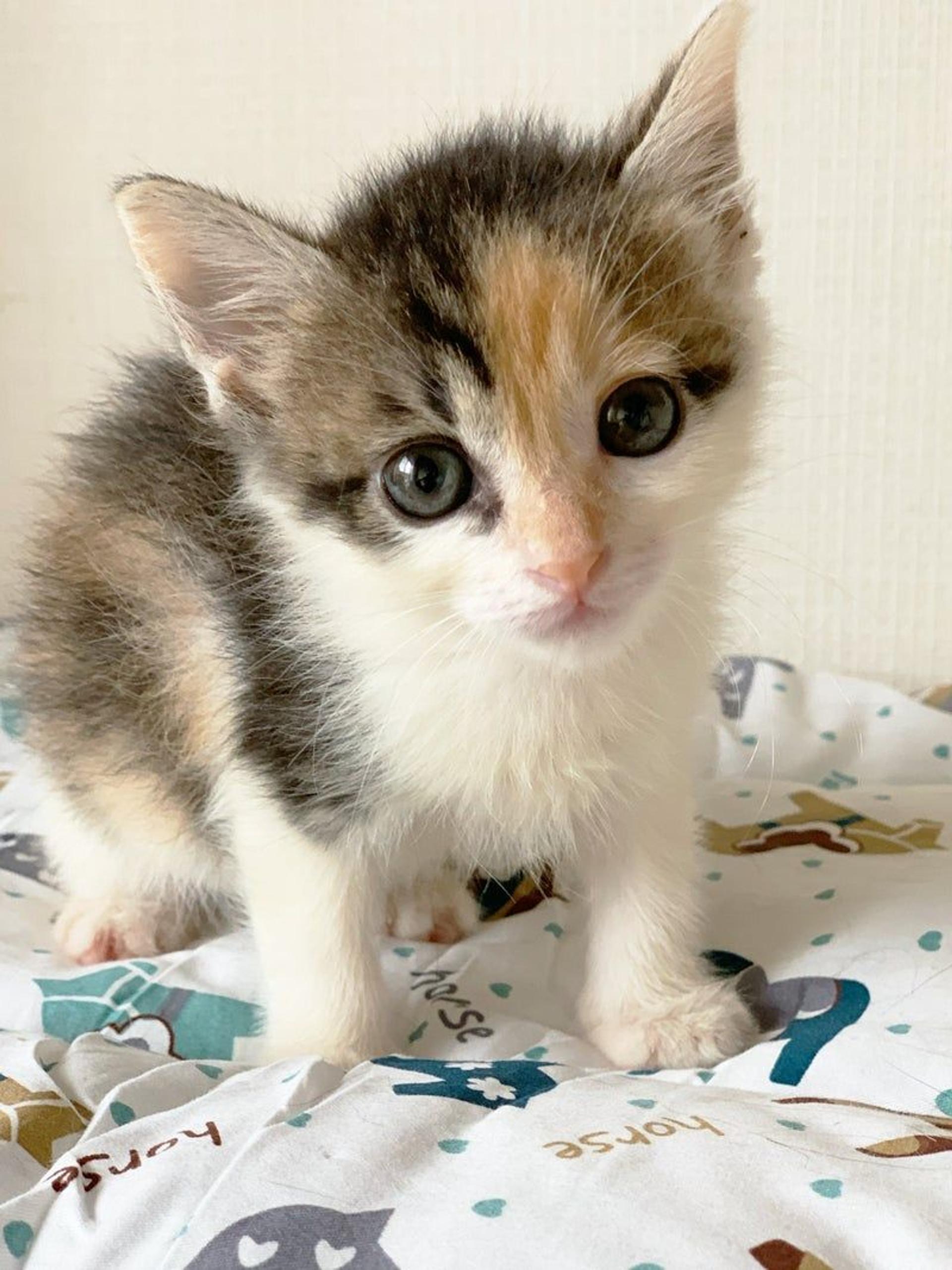 pet-image-2