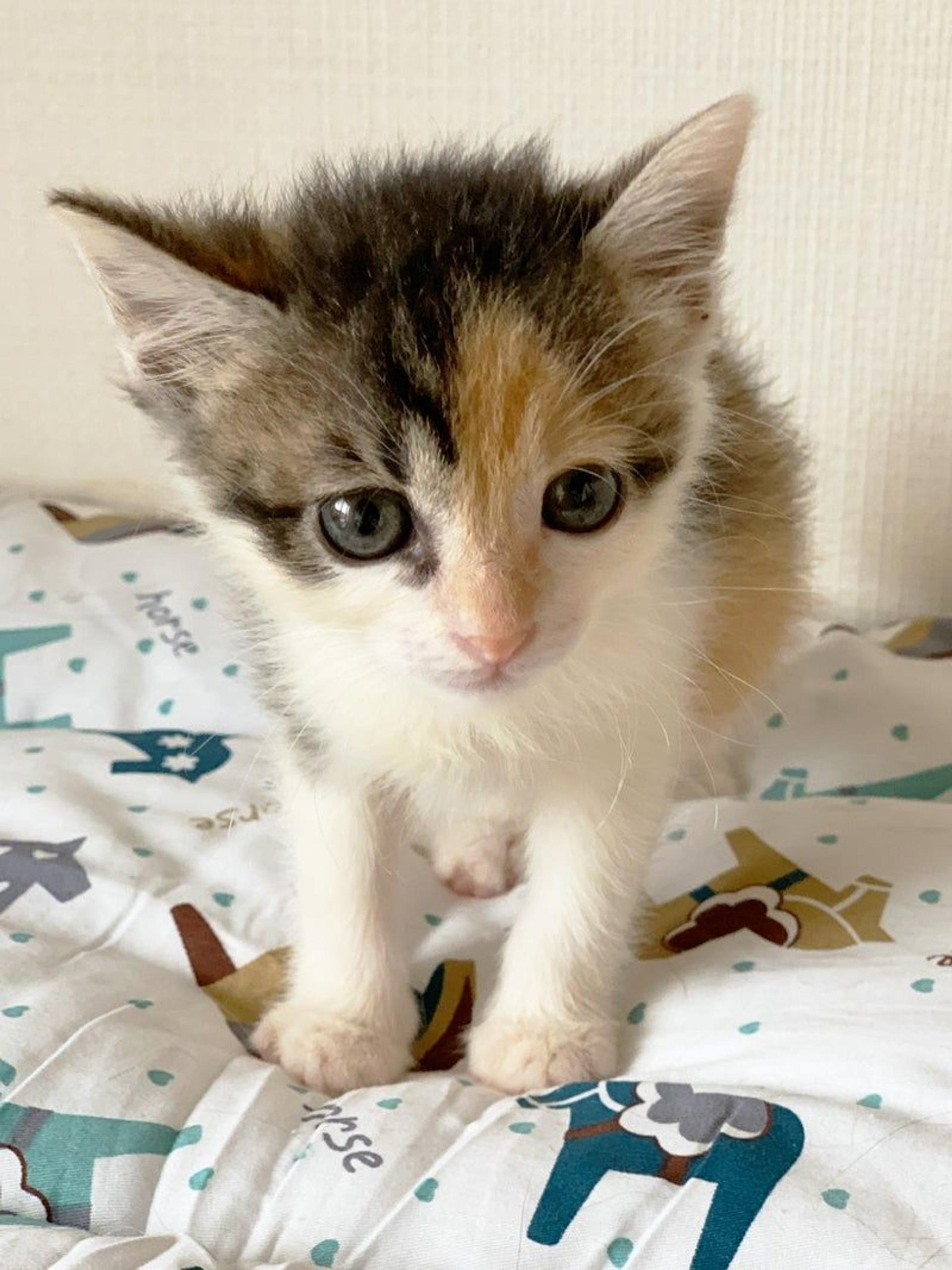 pet-image-3