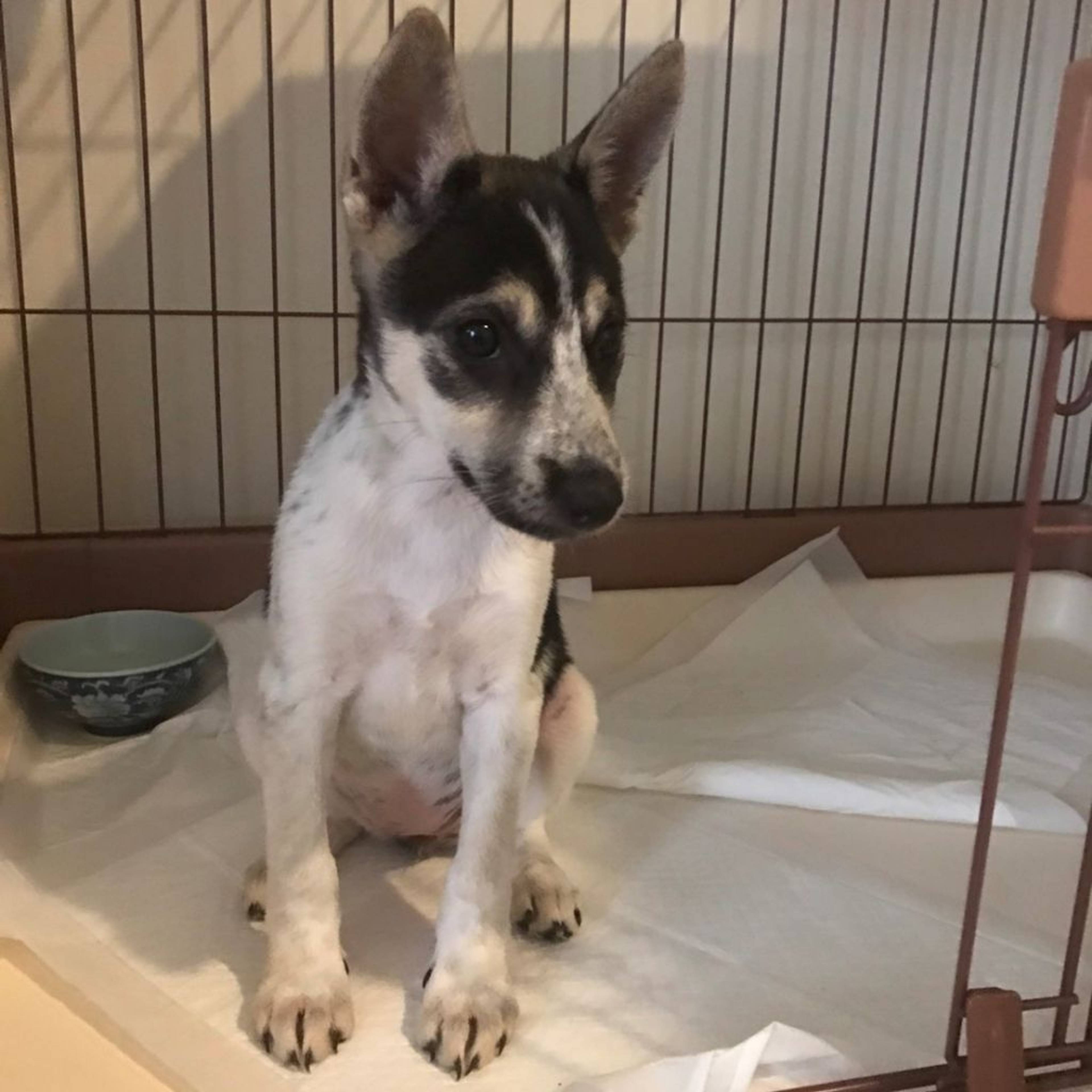 雑種（ミックス犬）・メスの里親募集の写真