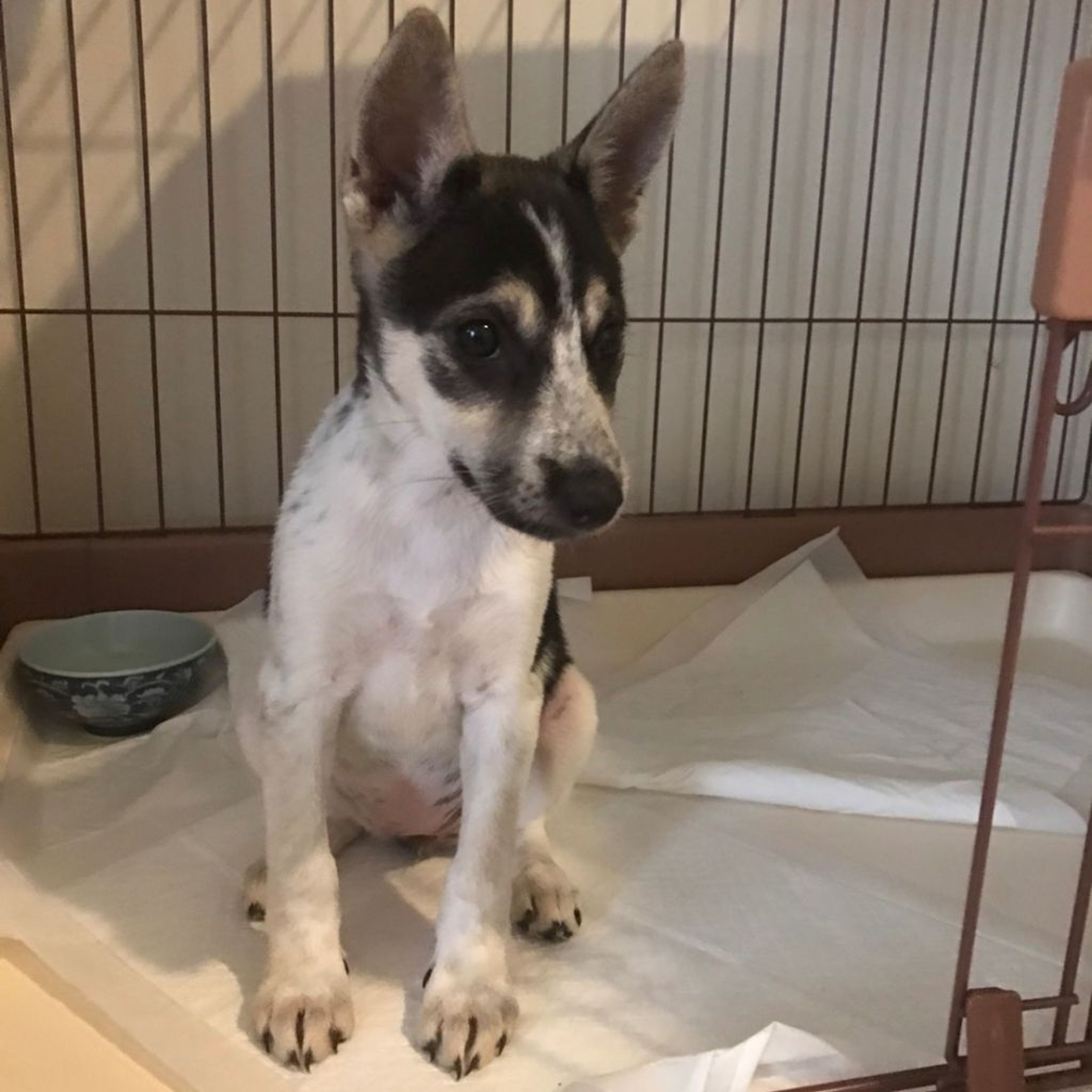 雑種（ミックス犬）・メスの里親募集の写真