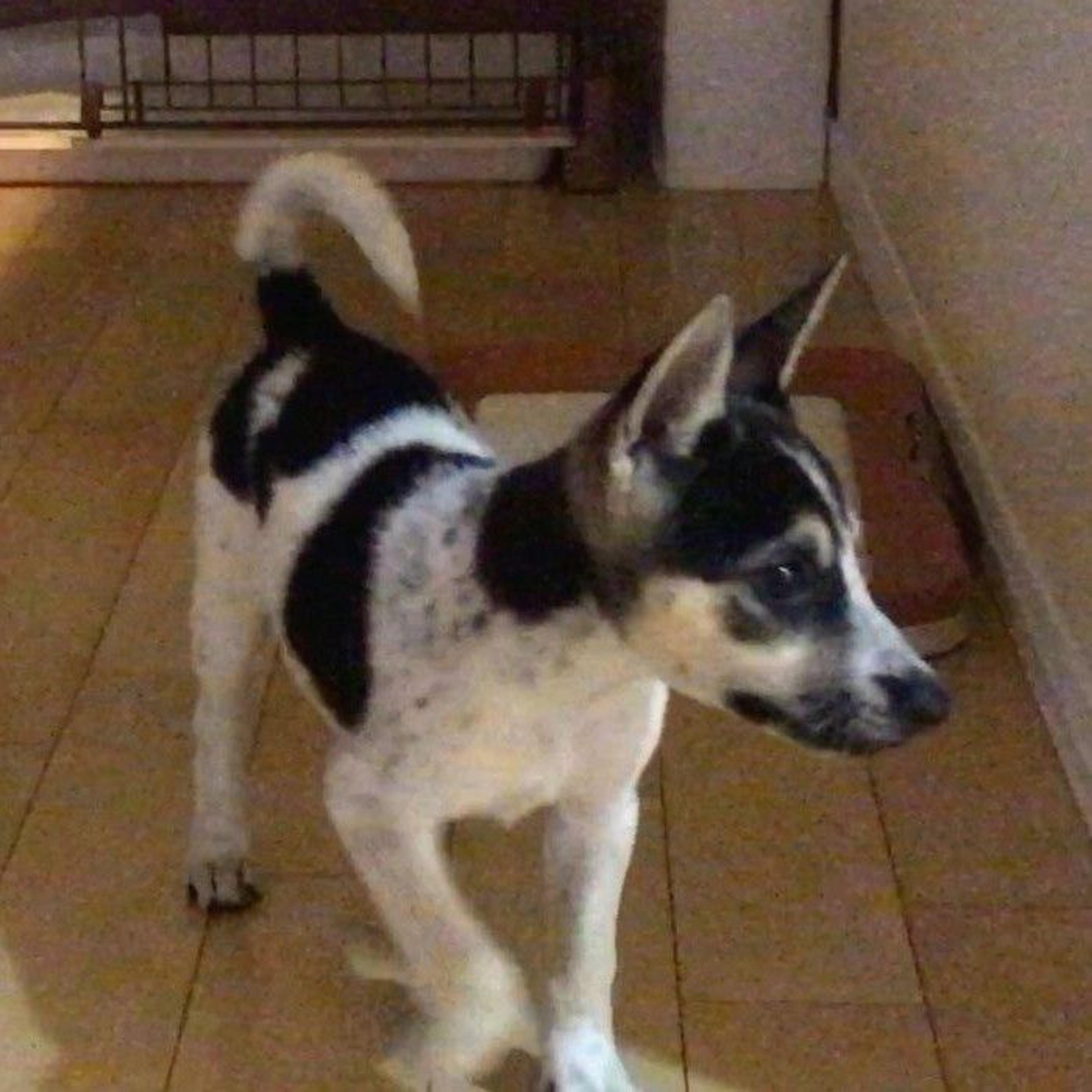 pet-image-2