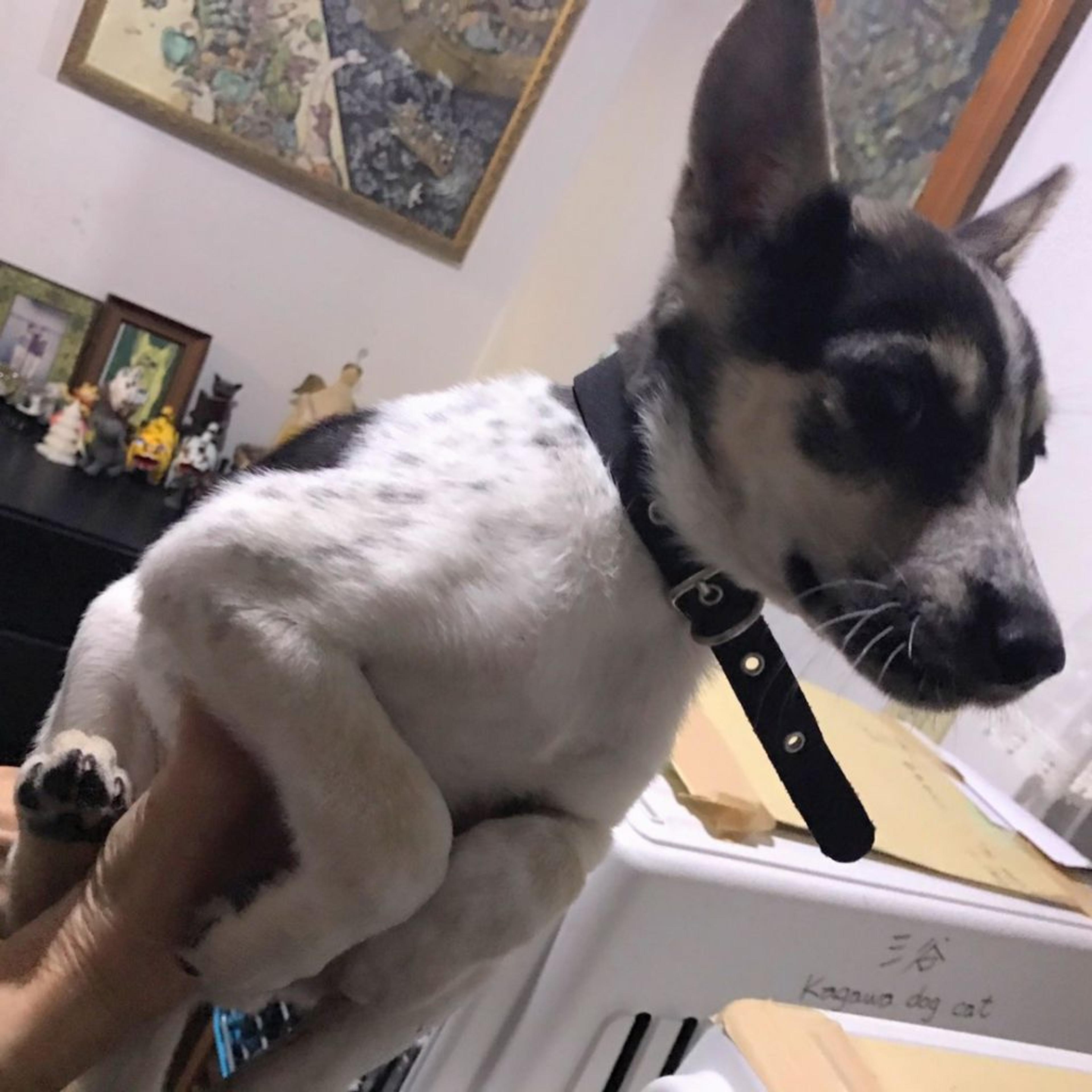 pet-image-3