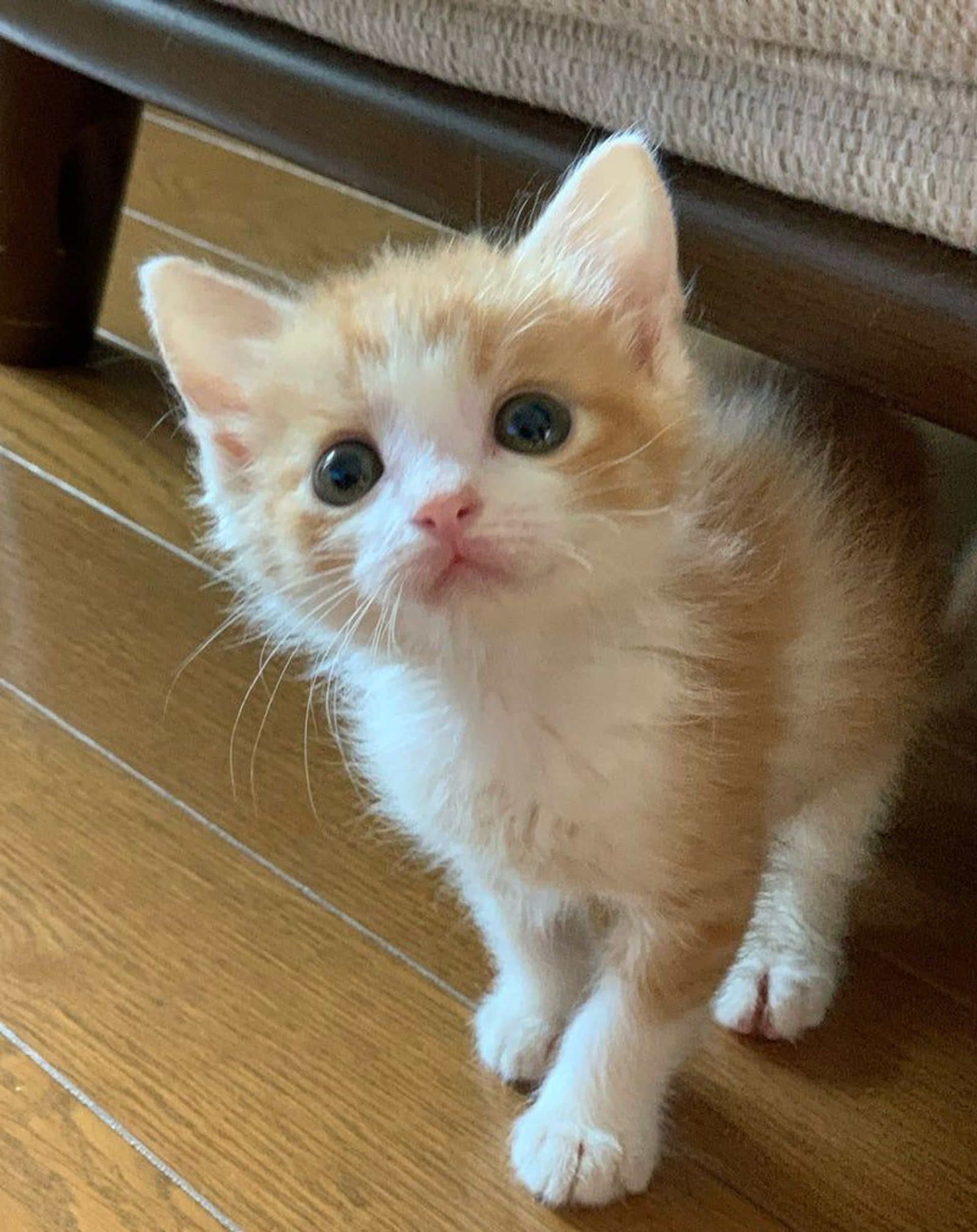 雑種（ミックス猫）・オスの里親募集の写真
