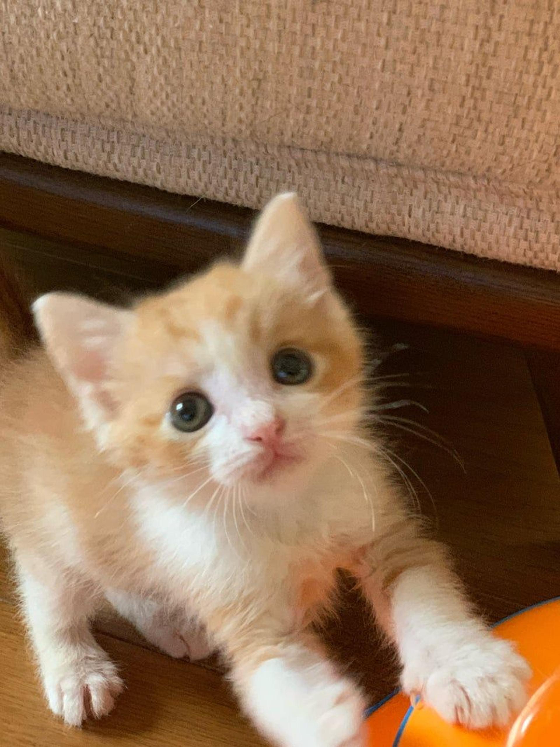 pet-image-2
