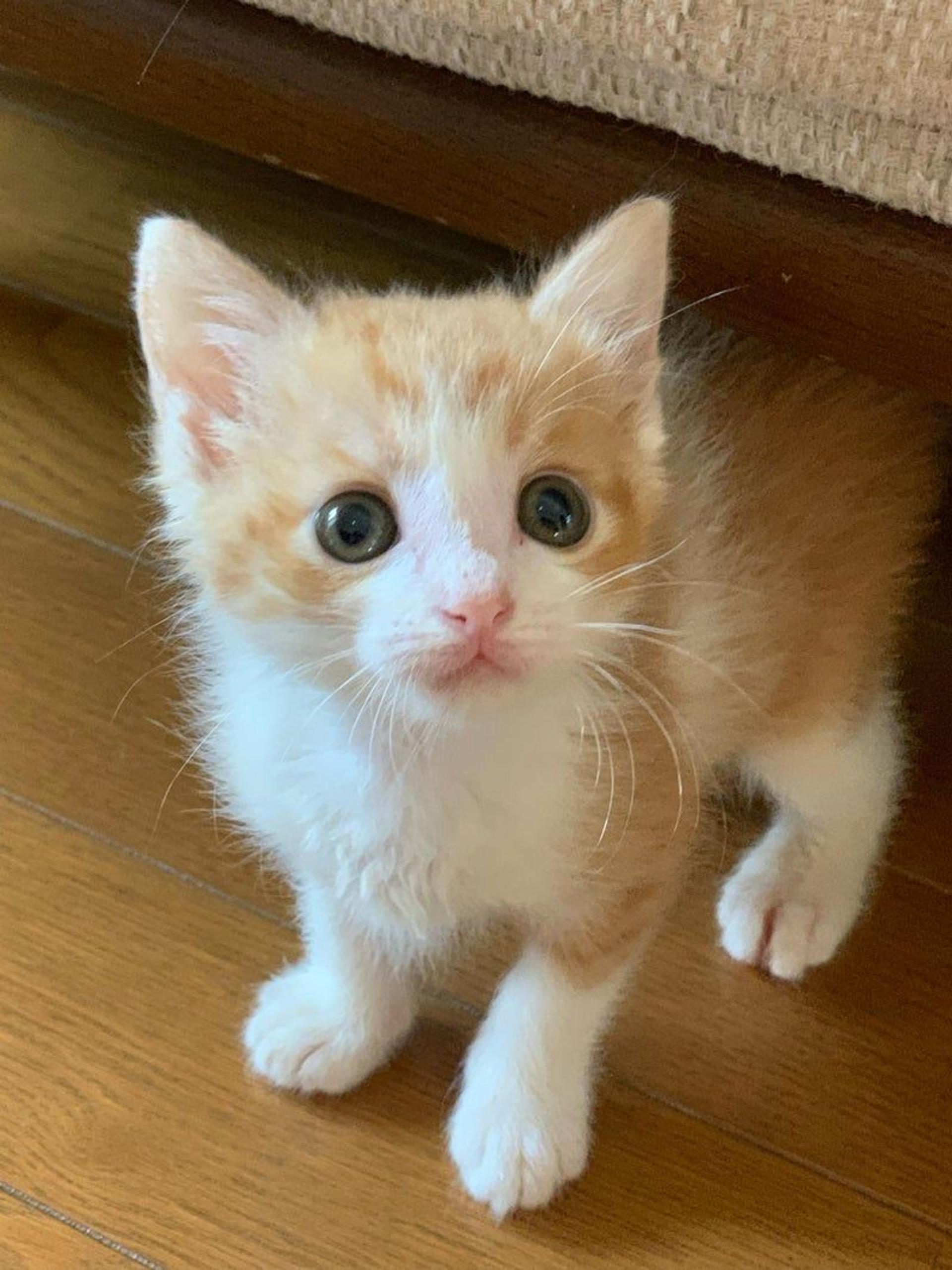 pet-image-3