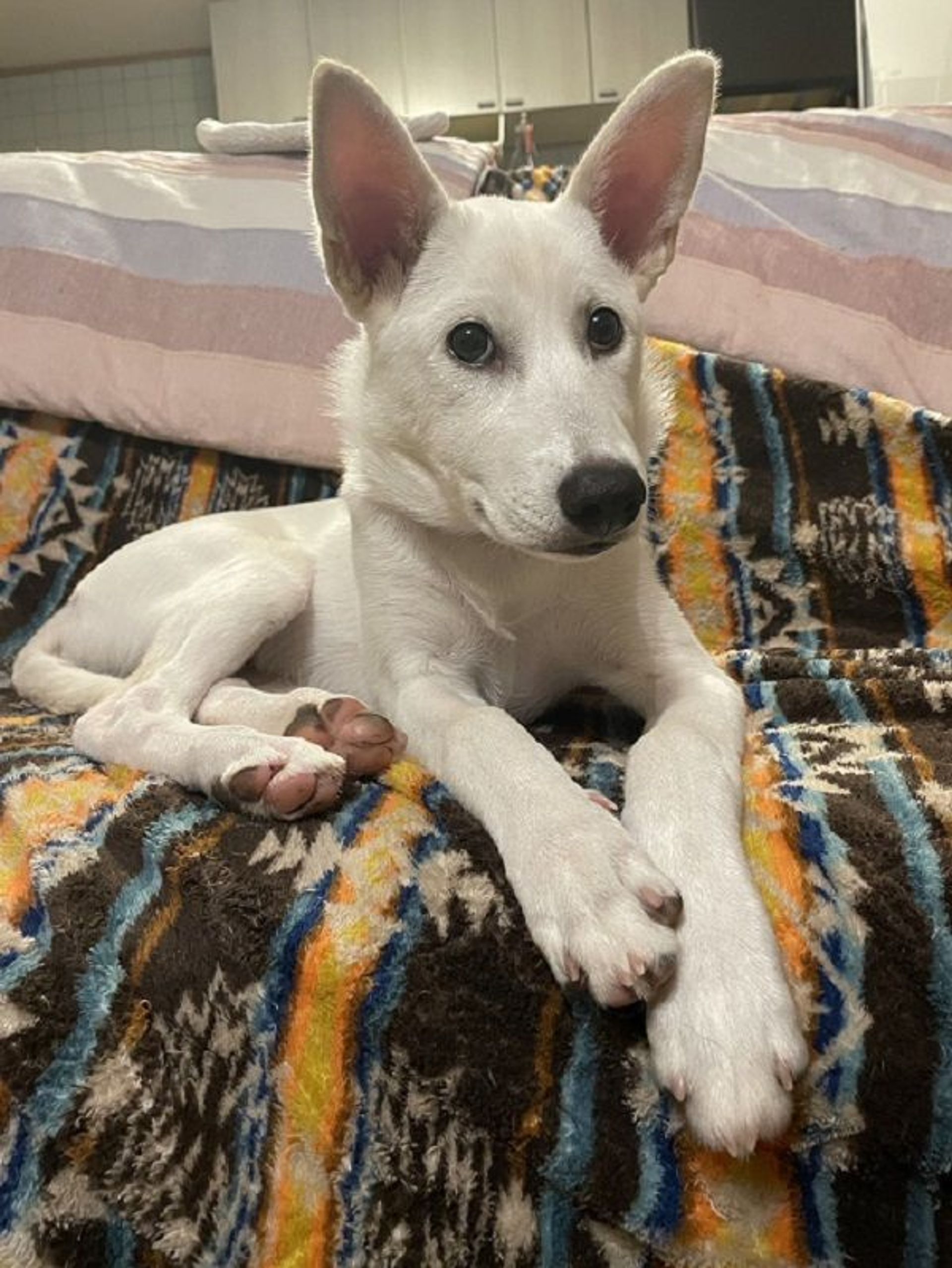 雑種（ミックス犬）・メスの里親募集の写真