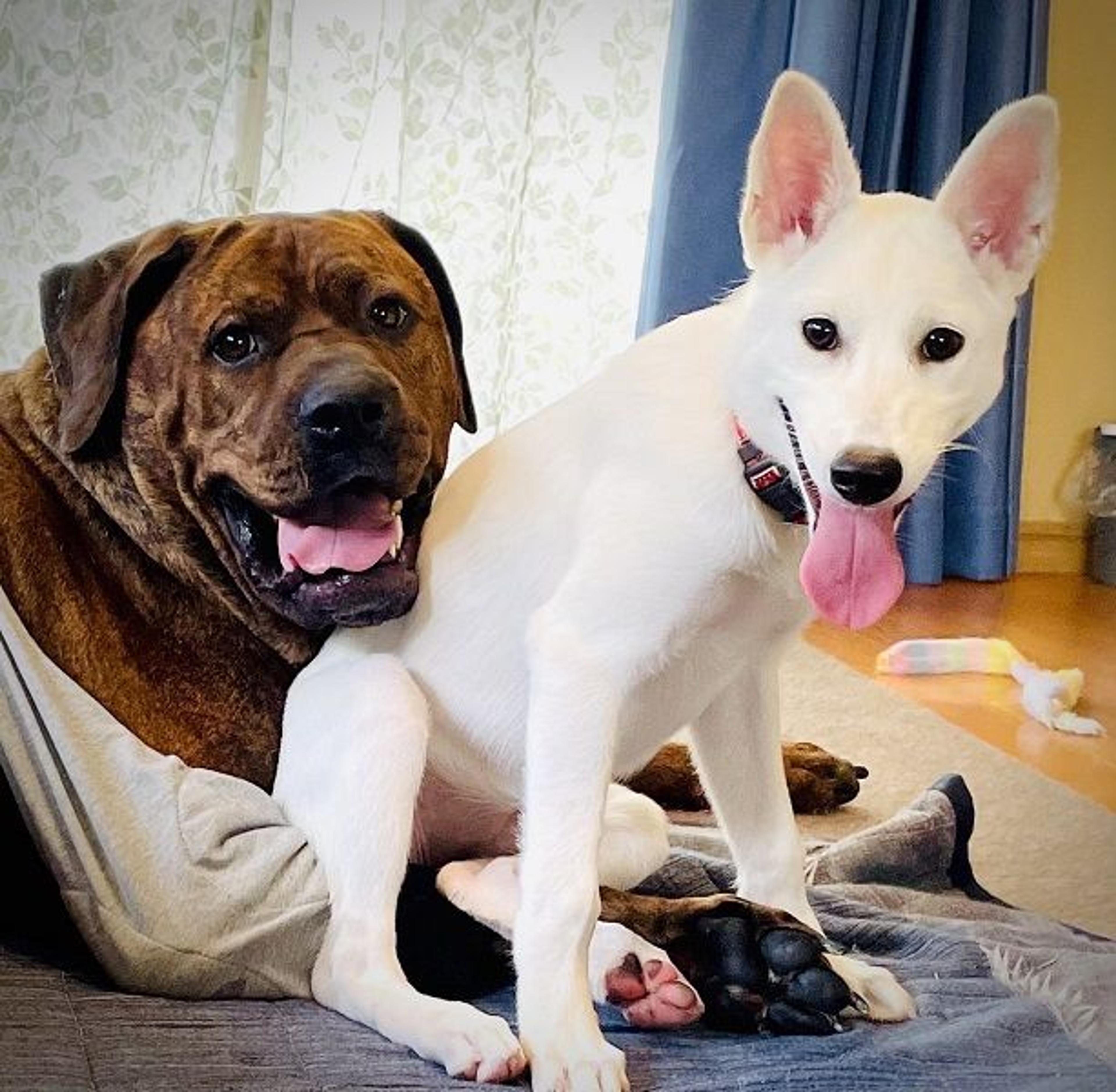 pet-image-3