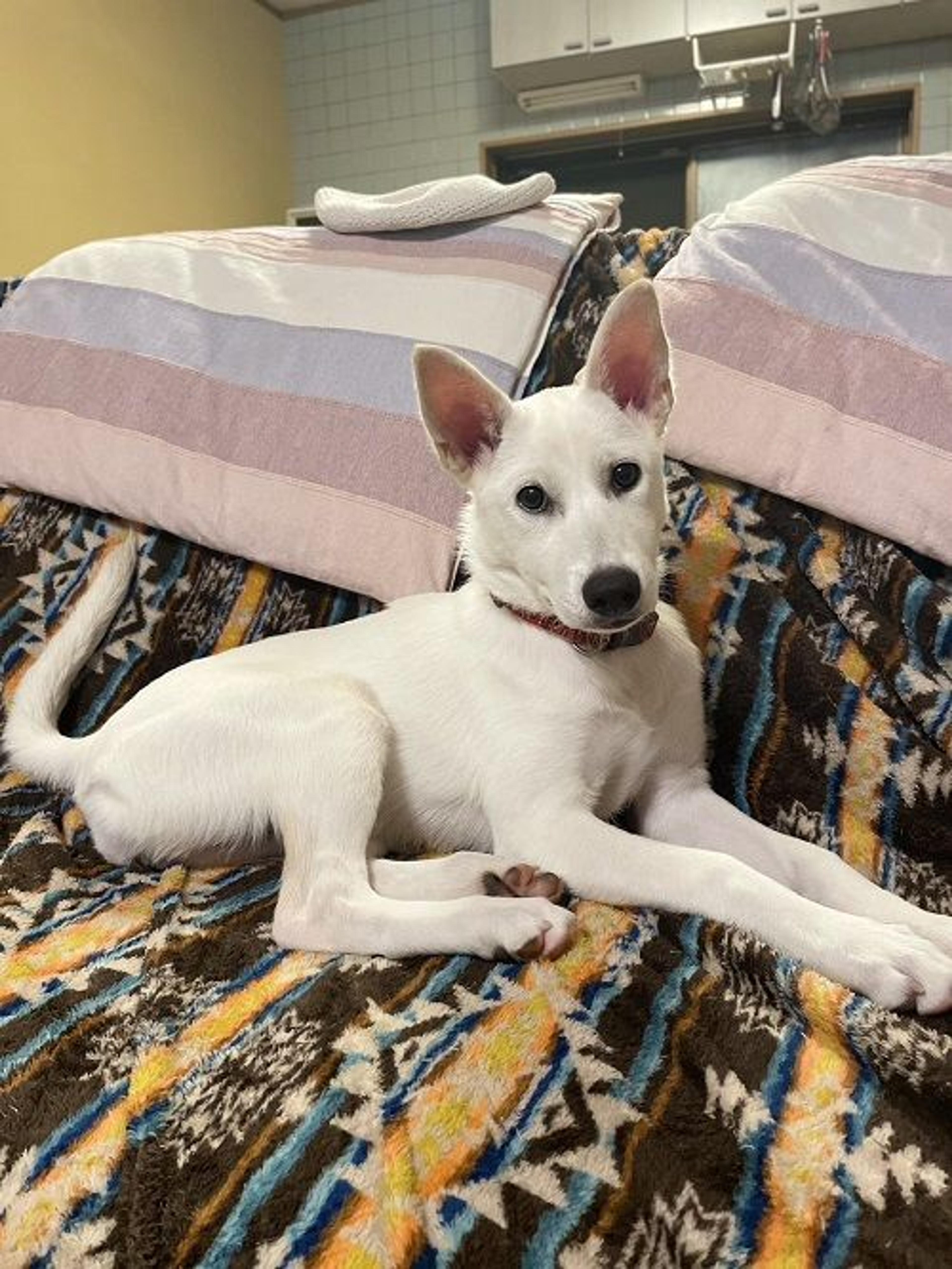 pet-image-7