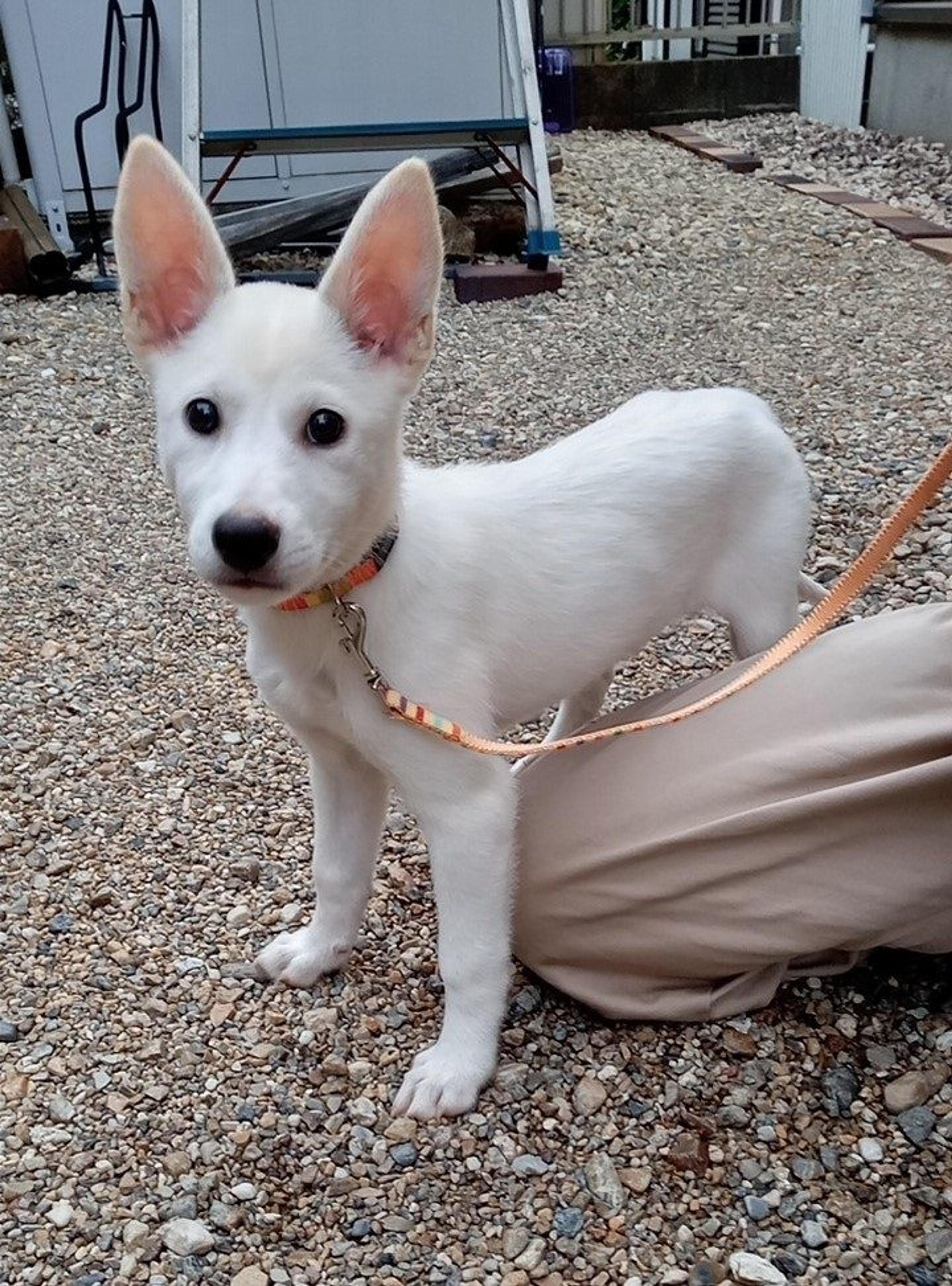 pet-image-8