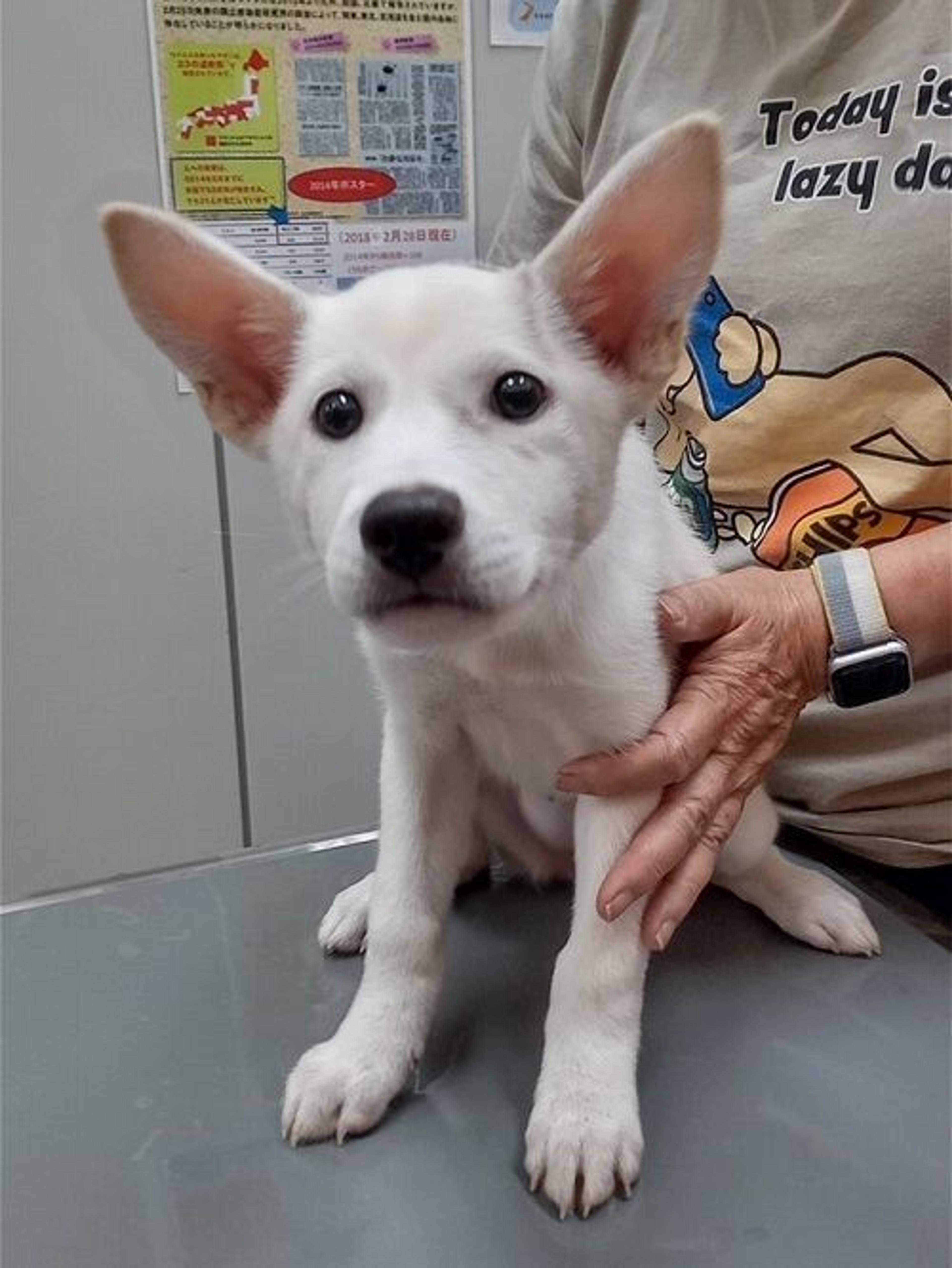 pet-image-9