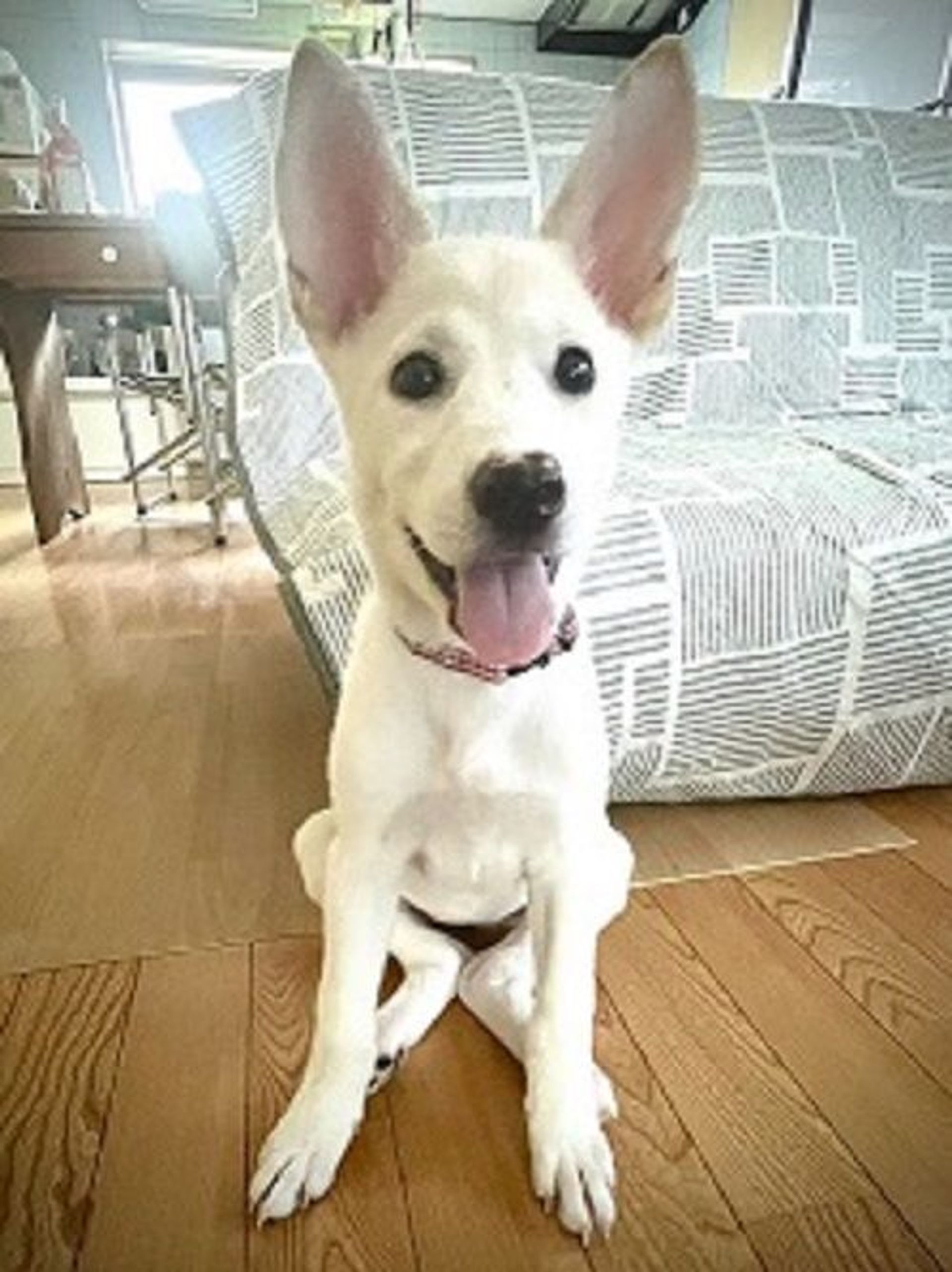 雑種（ミックス犬）・メスの里親募集の写真