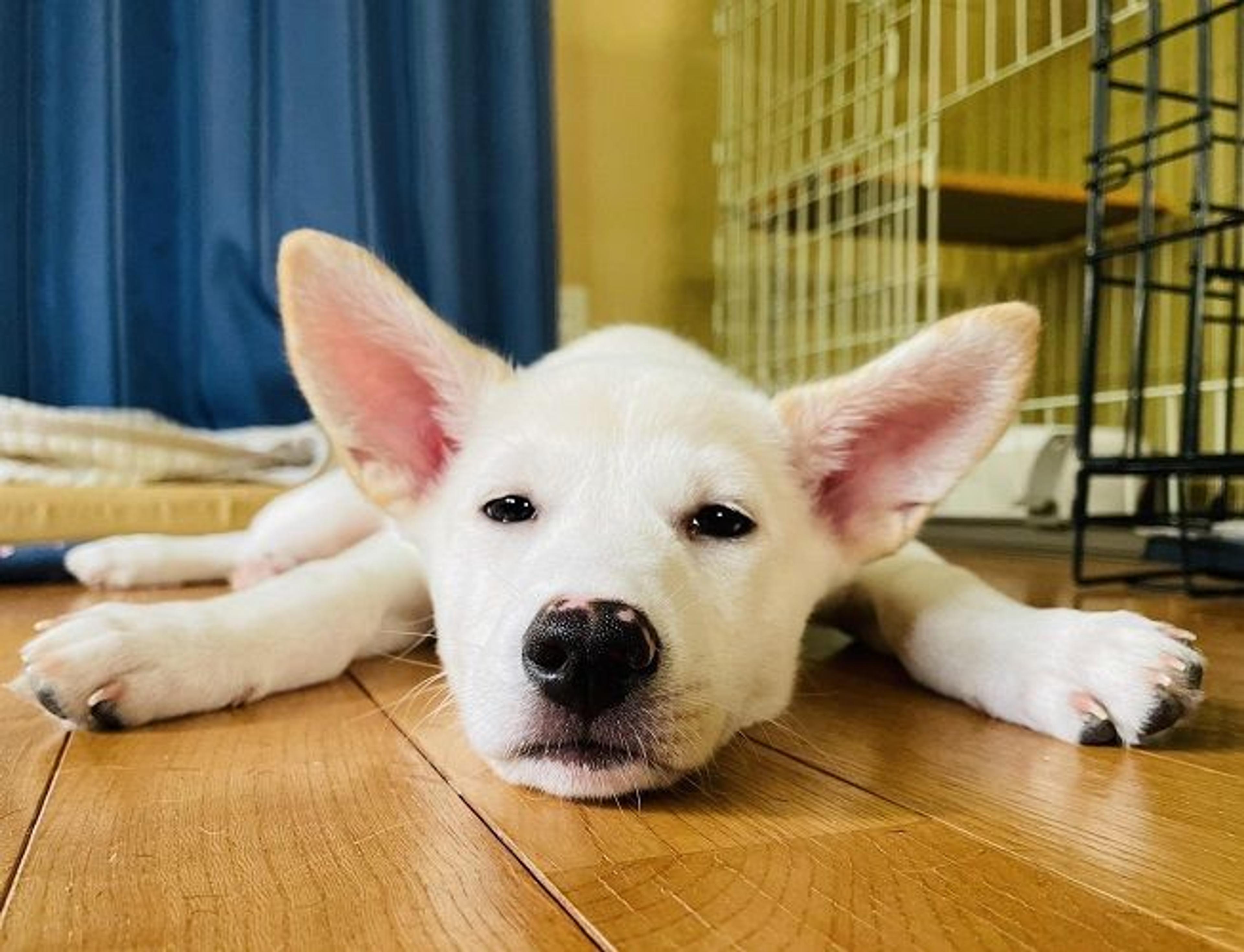 pet-image-2