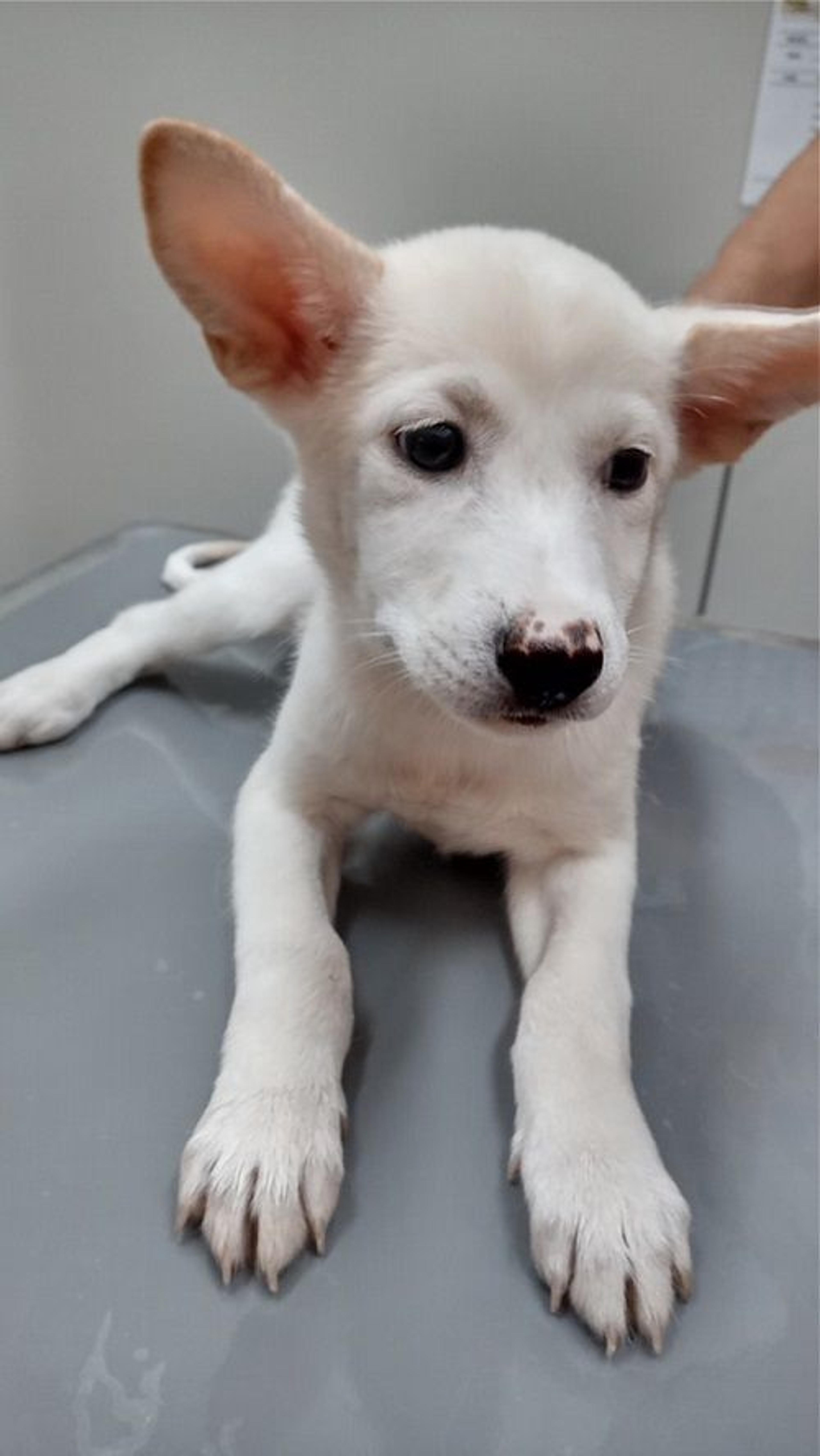 pet-image-3