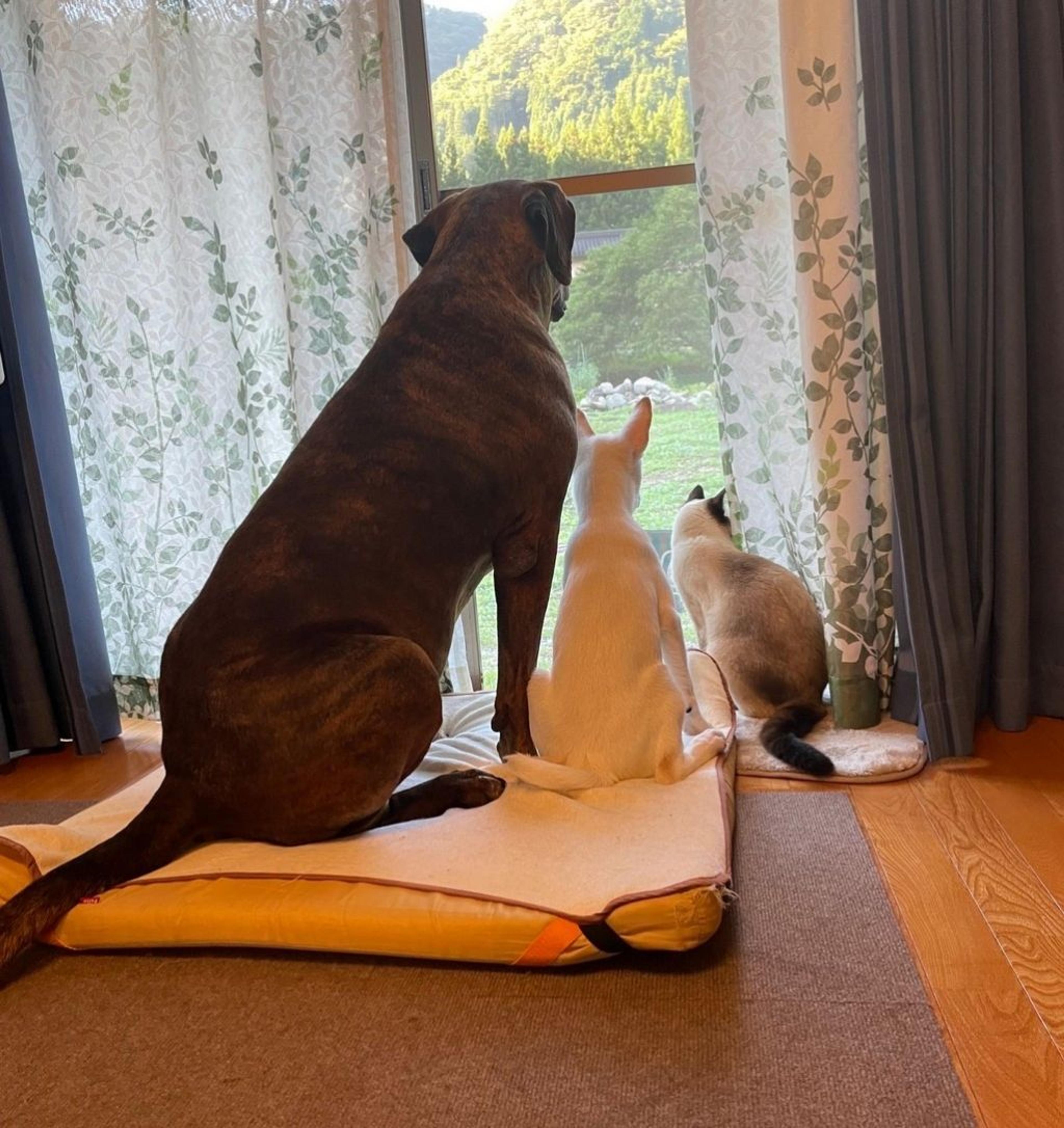 pet-image-4