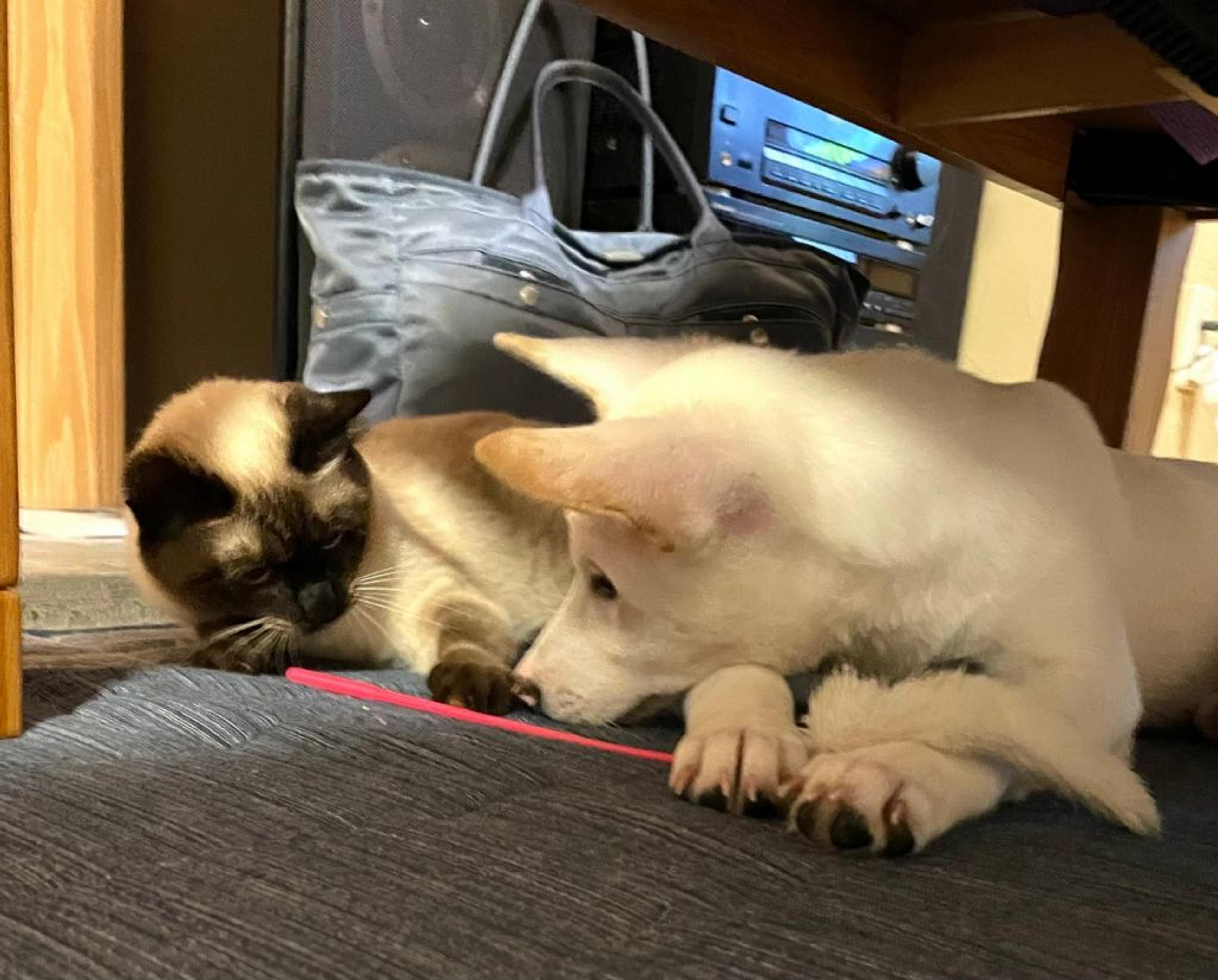 pet-image-5