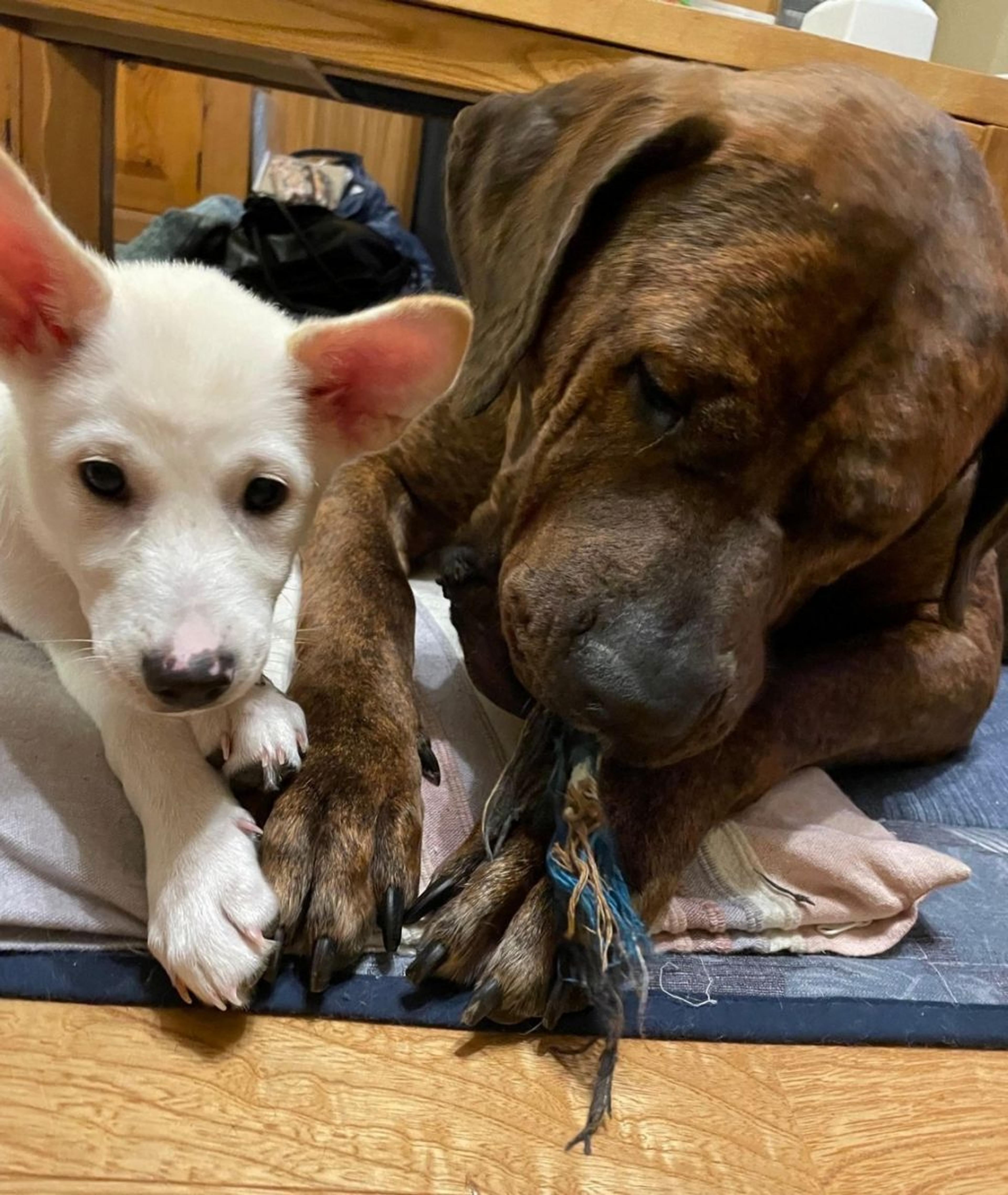 pet-image-6