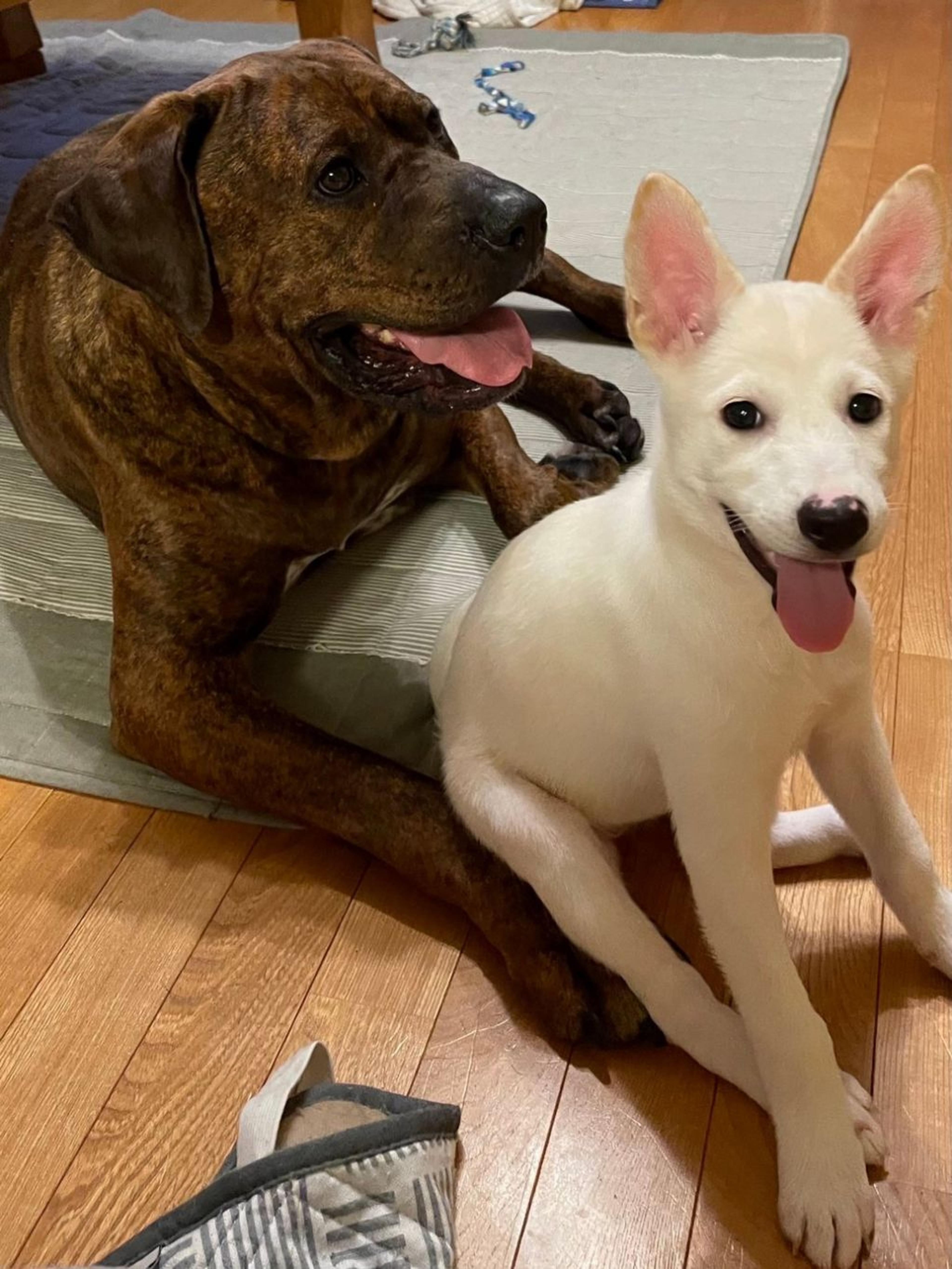 pet-image-7