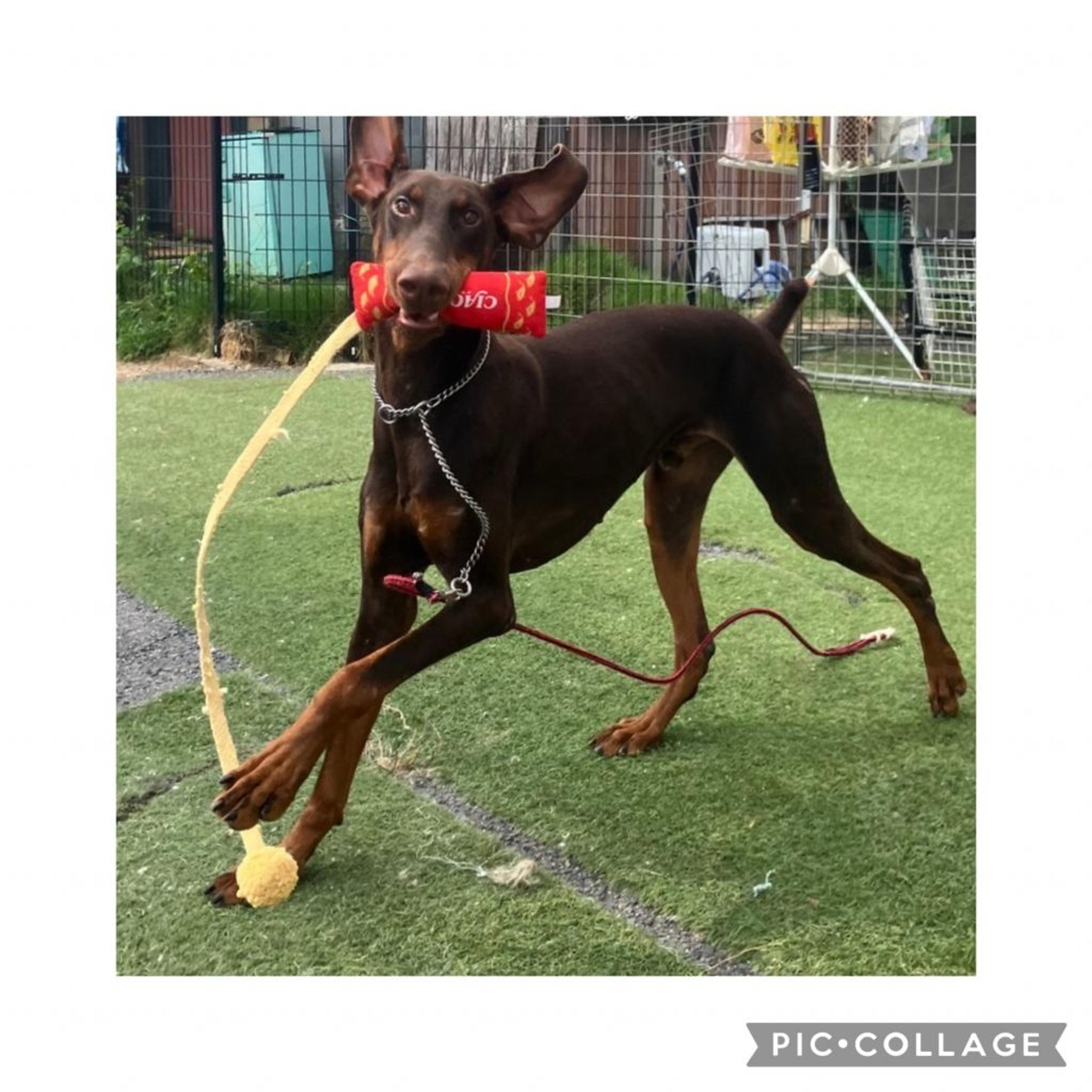 pet-image-2