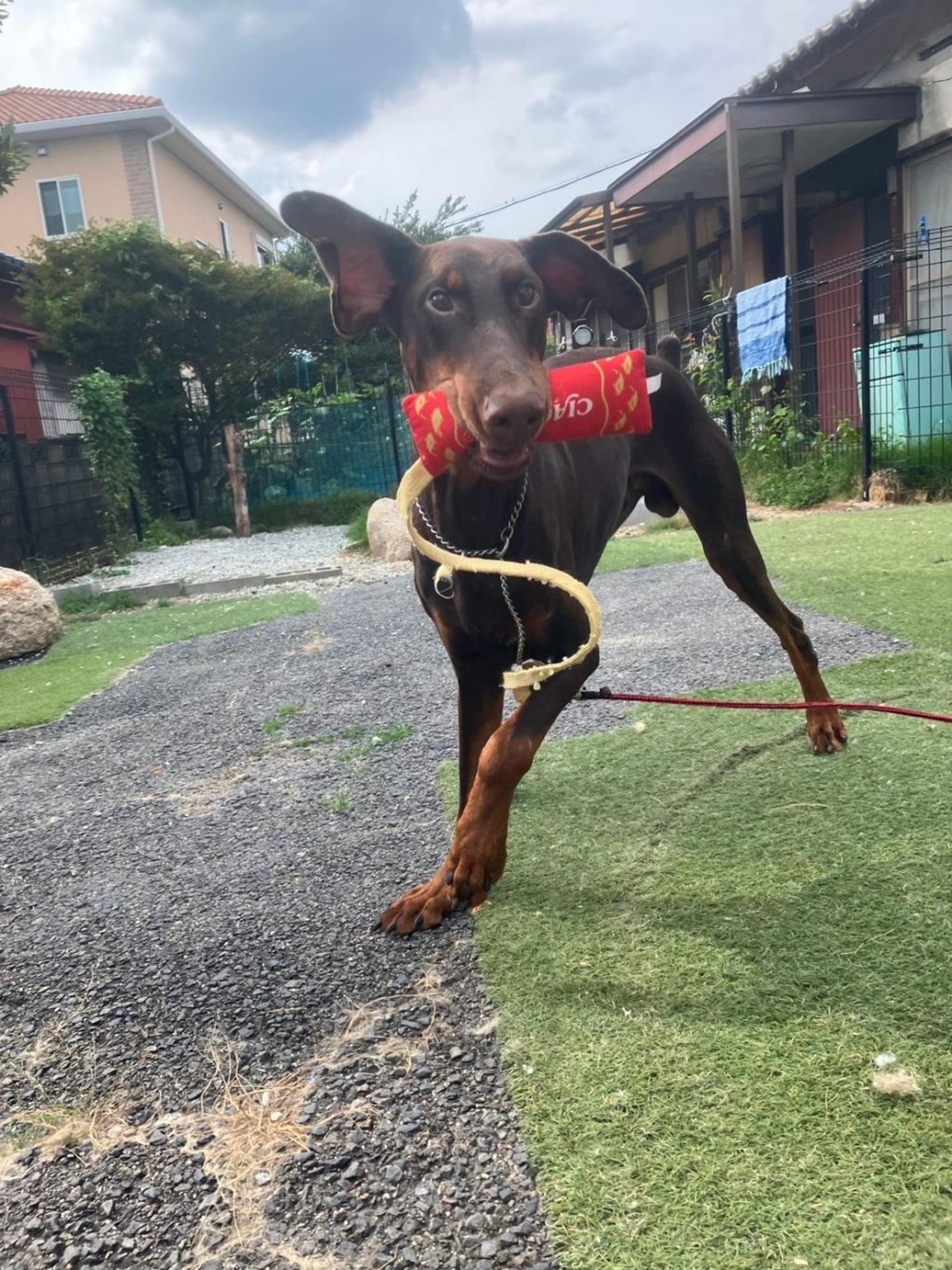 pet-image-4