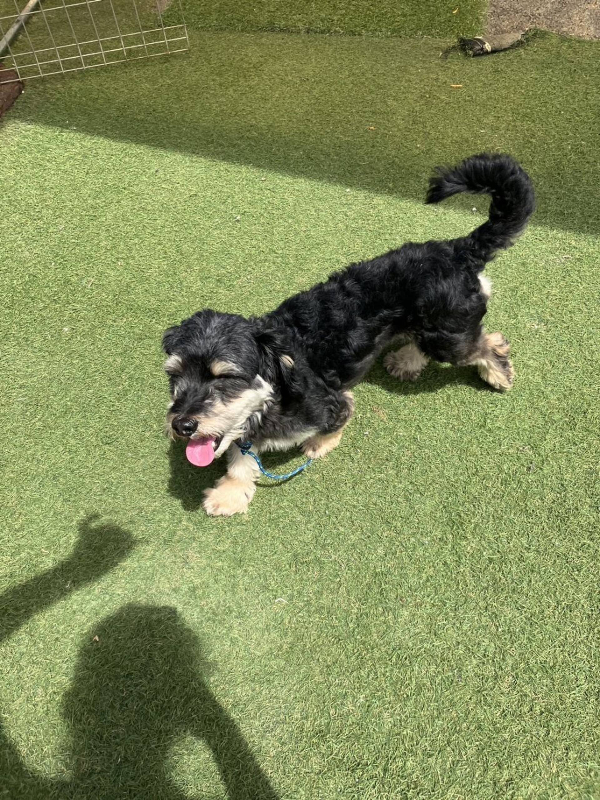 雑種（ミックス犬）・オスの里親募集の写真