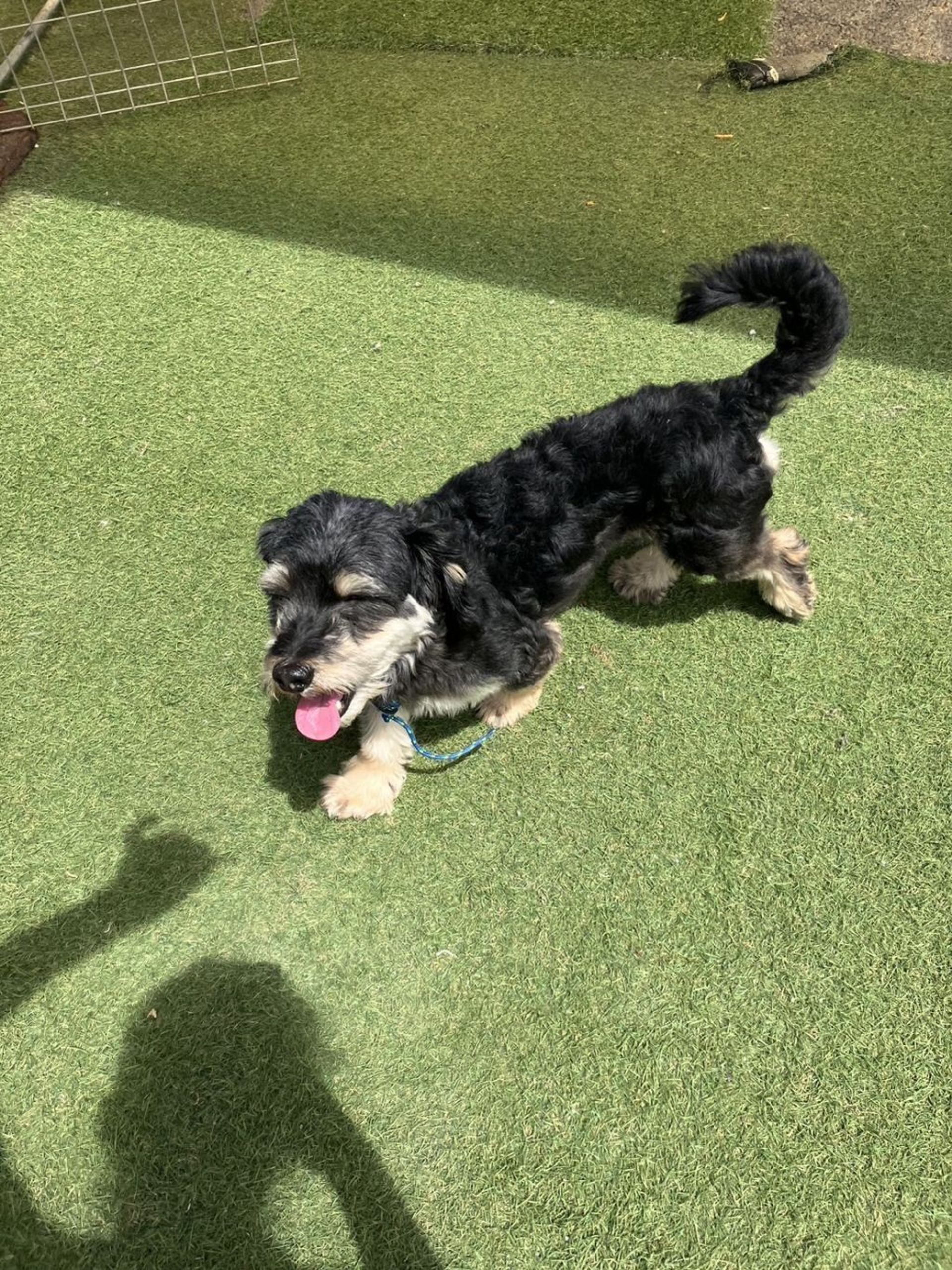 雑種（ミックス犬）・オスの里親募集の写真