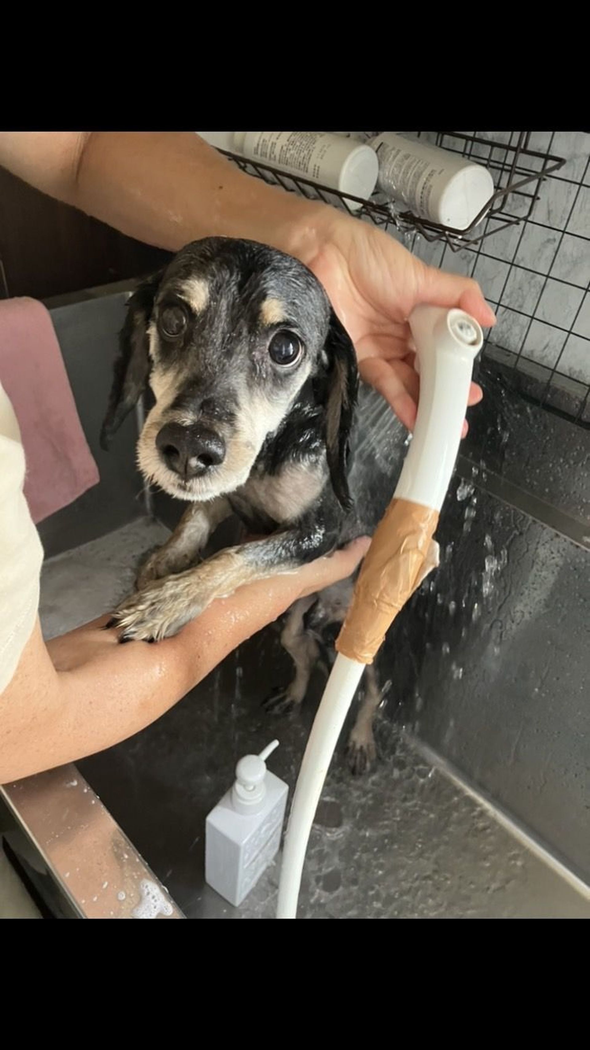 雑種（ミックス犬）・オスの里親募集の写真