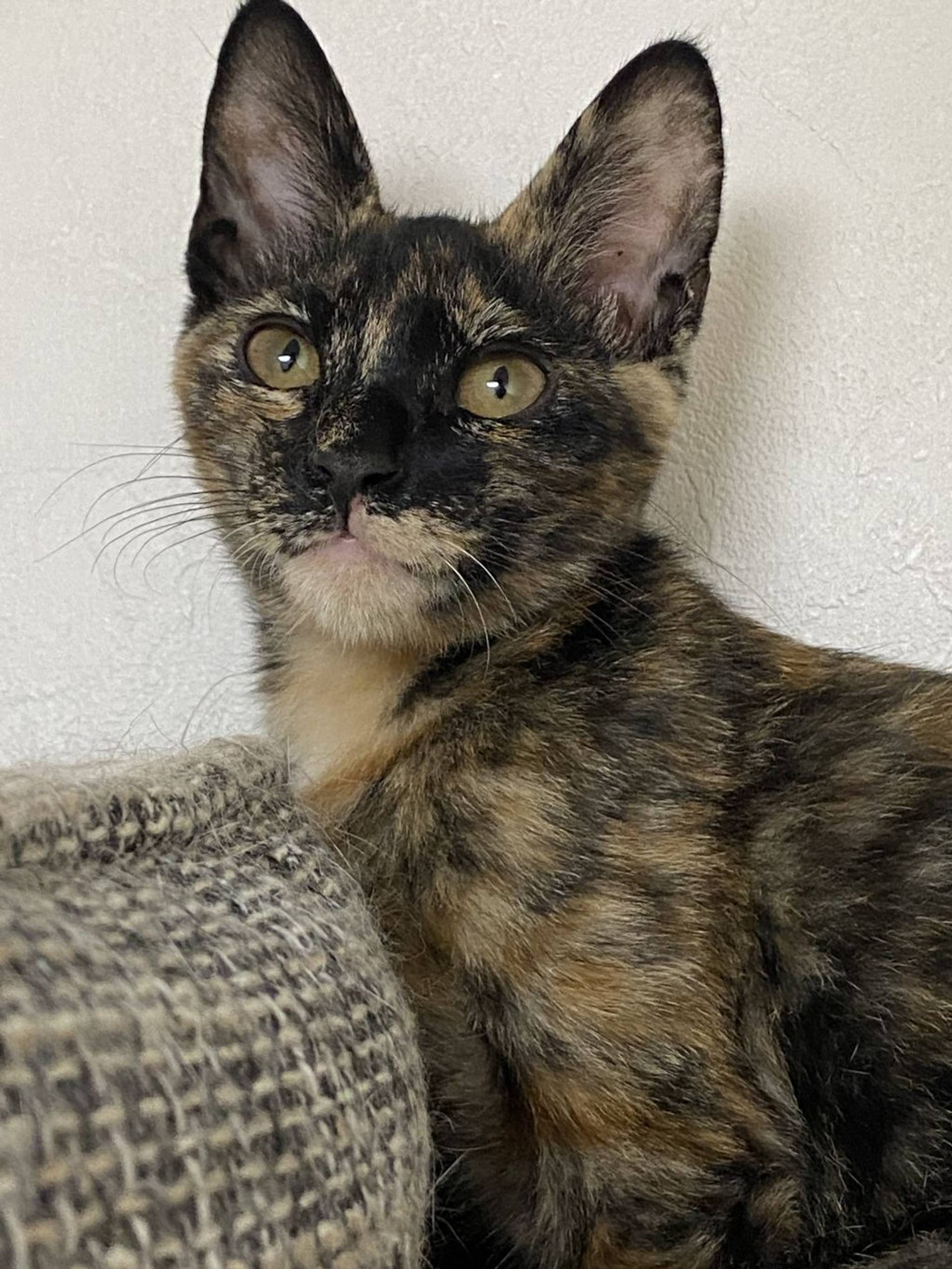 雑種（ミックス猫）・メスの里親募集の写真