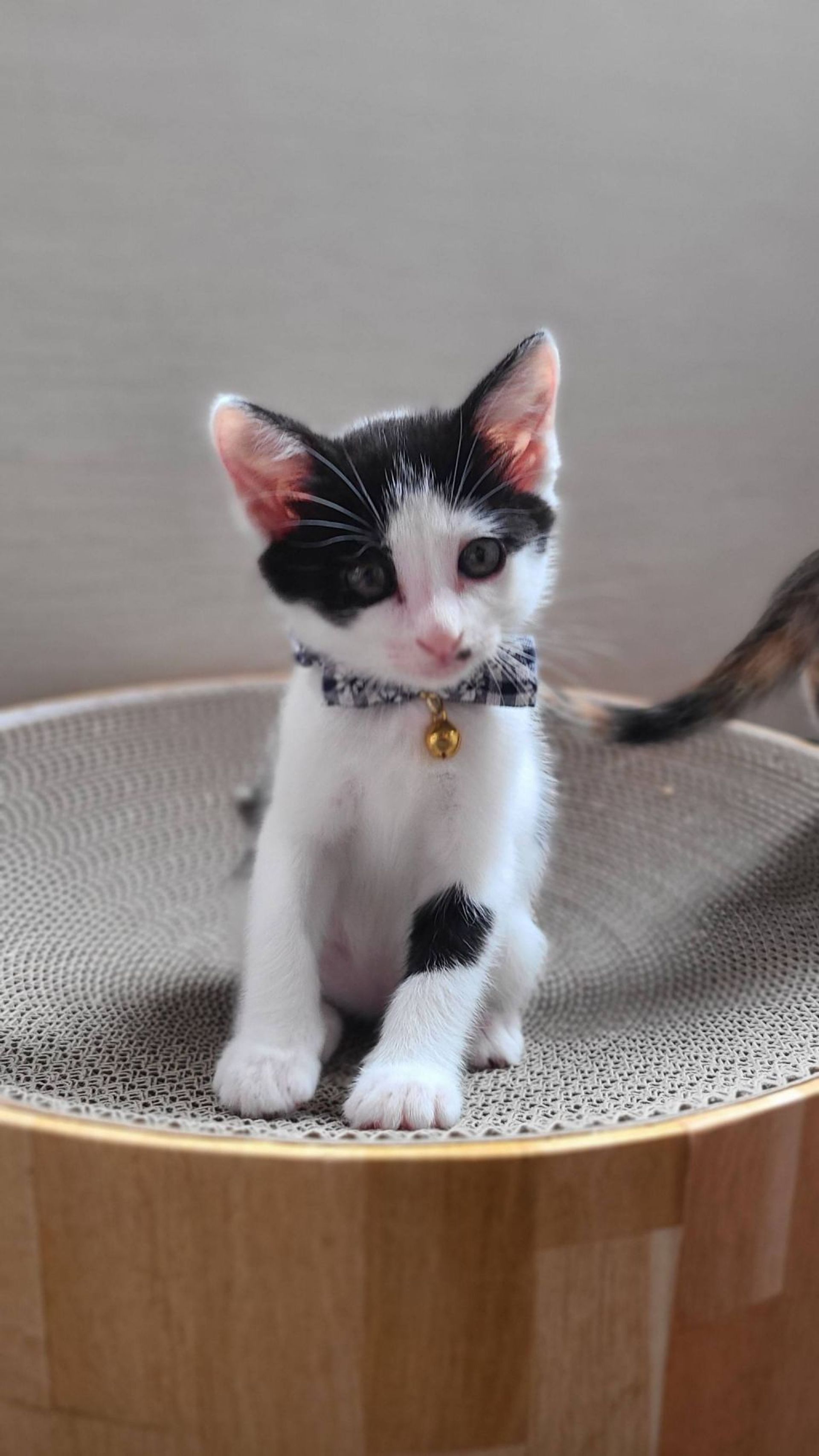 雑種（ミックス猫）・メスの里親募集の写真
