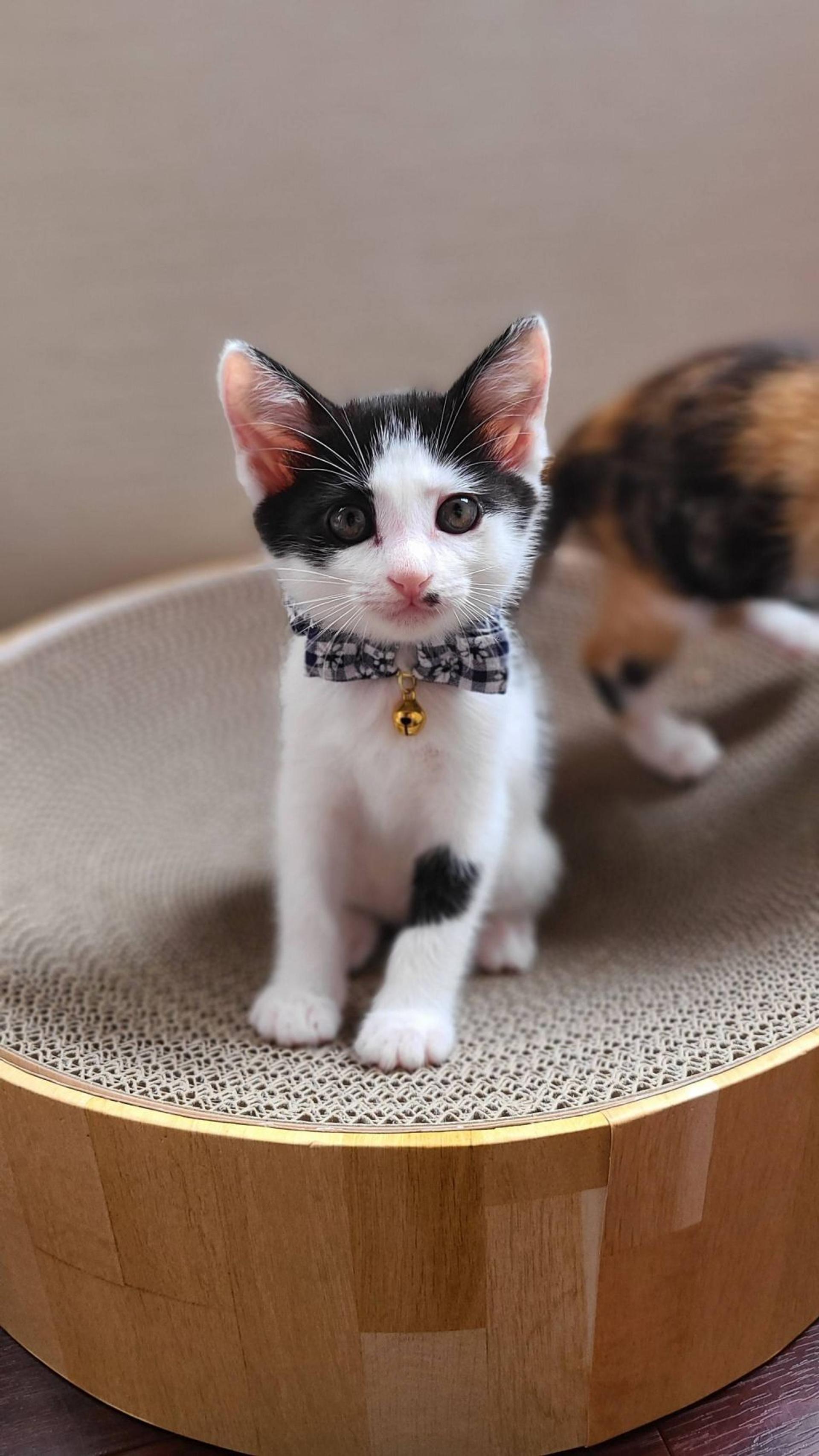 pet-image-3