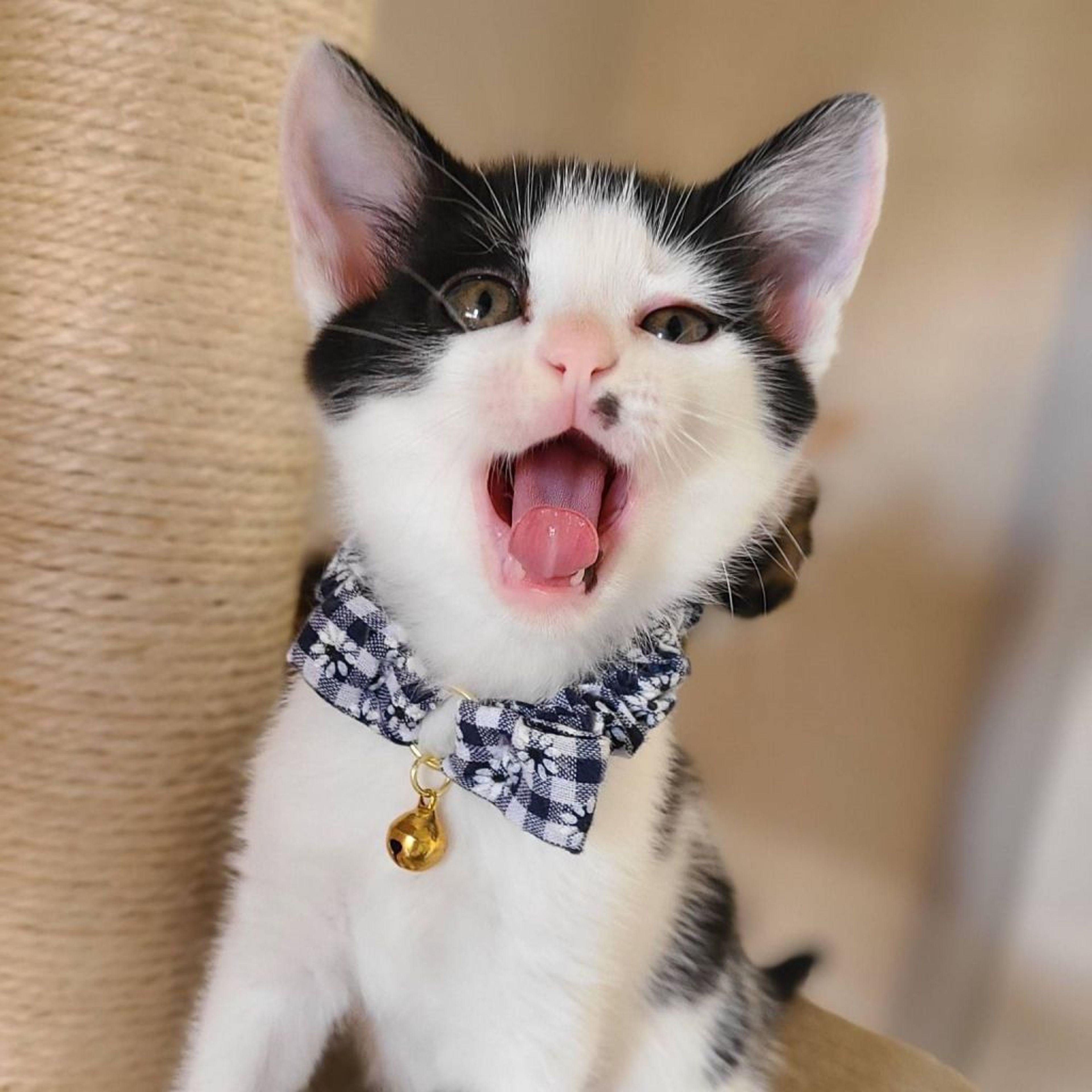 pet-image-4