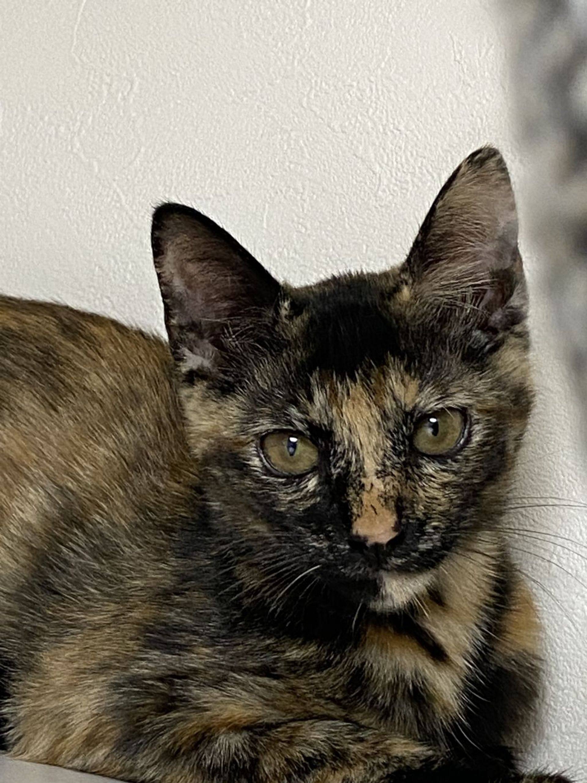 雑種（ミックス猫）・メスの里親募集の写真