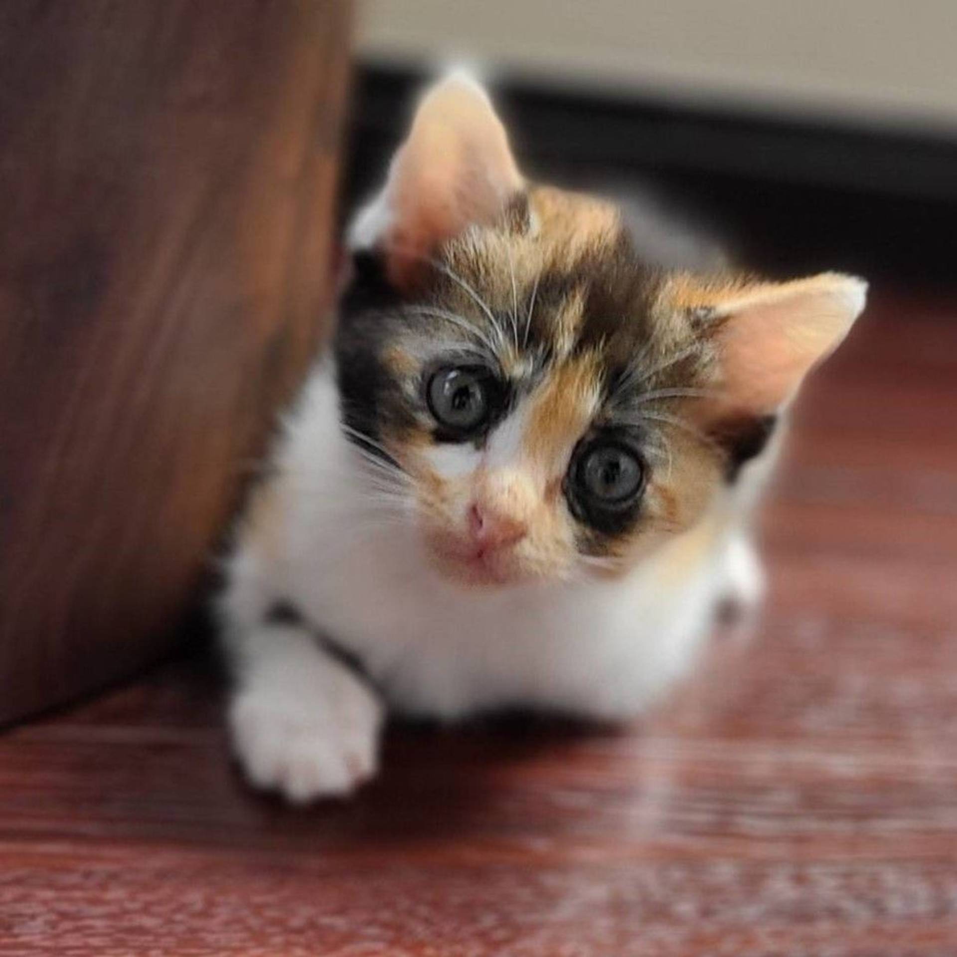 雑種（ミックス猫）・メスの里親募集の写真