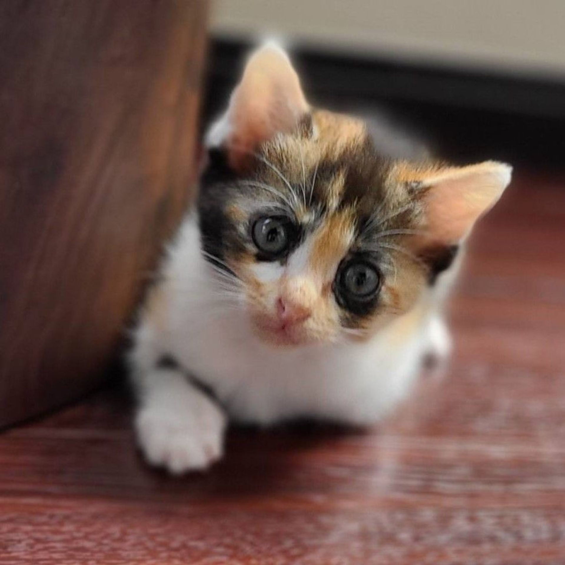 雑種（ミックス猫）・メスの里親募集の写真
