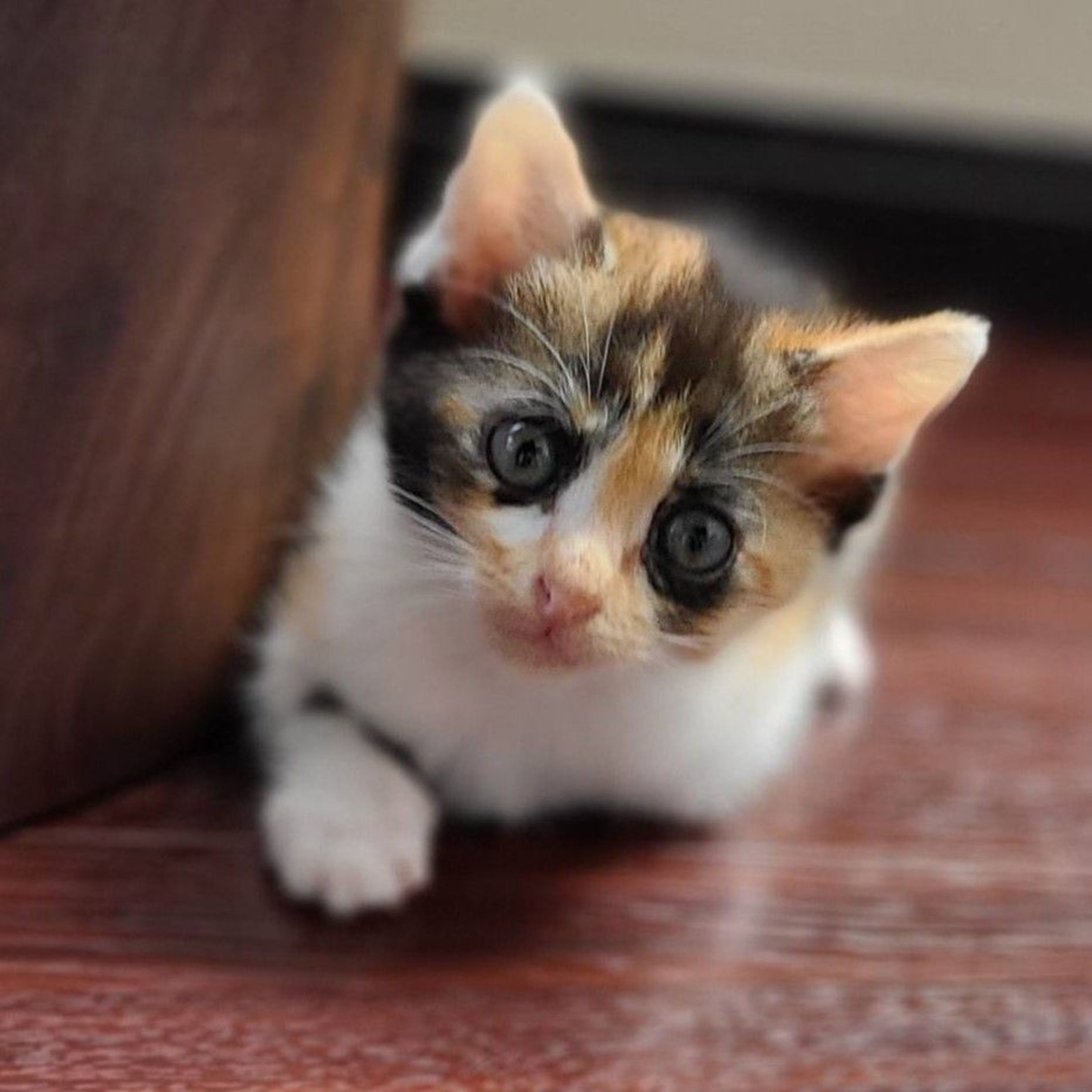 雑種（ミックス猫）・メスの里親募集の写真
