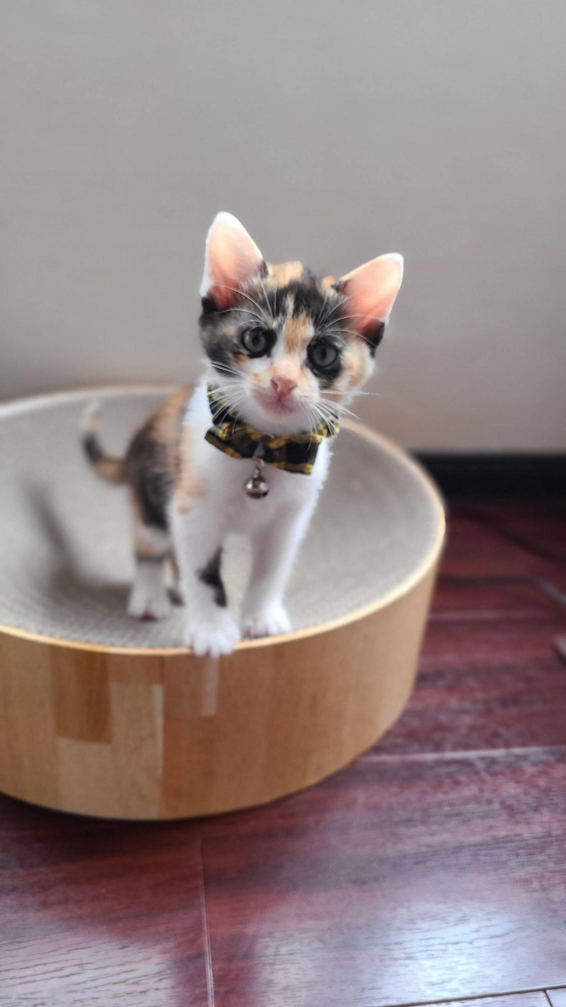 pet-image-3