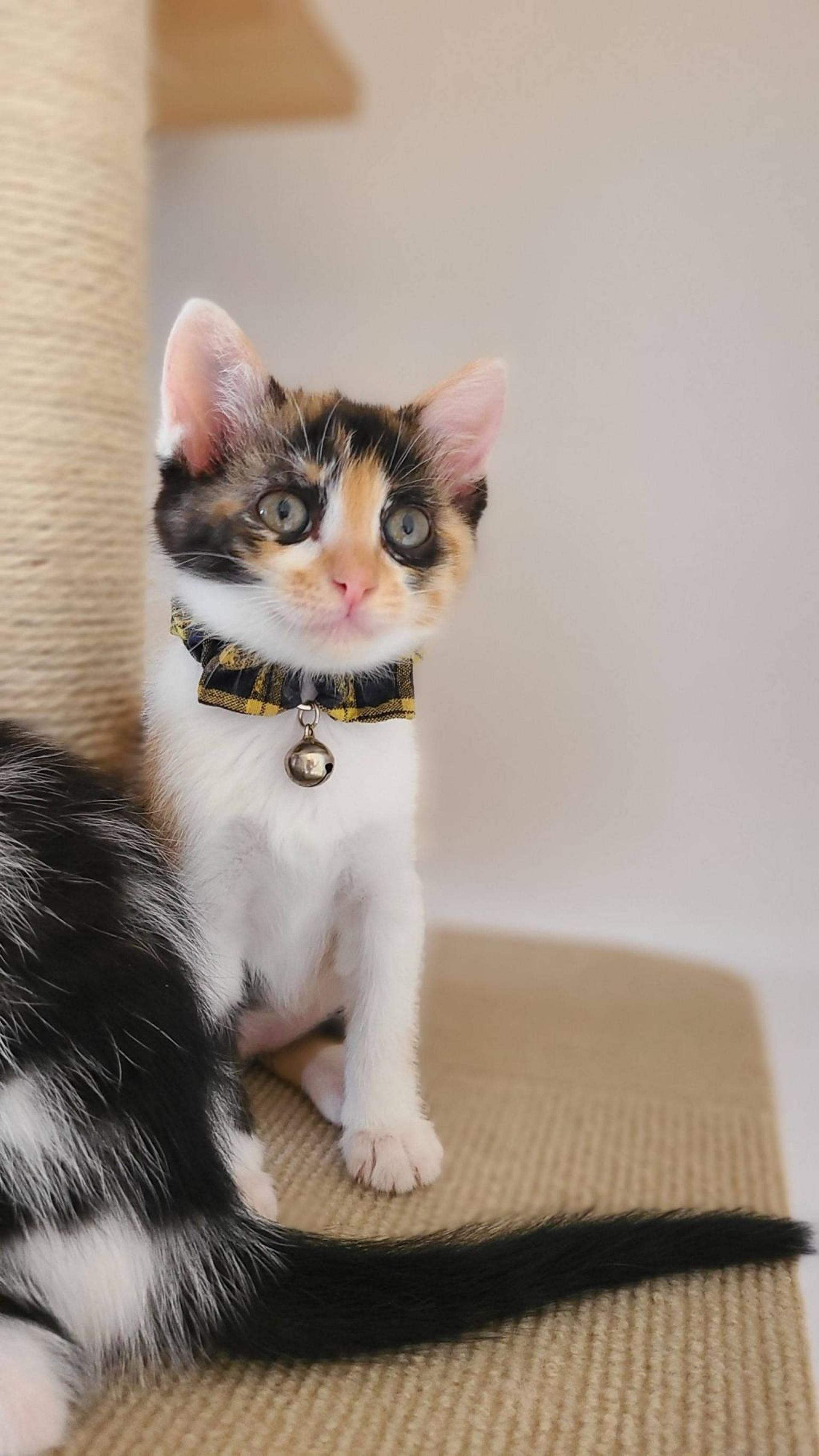pet-image-5