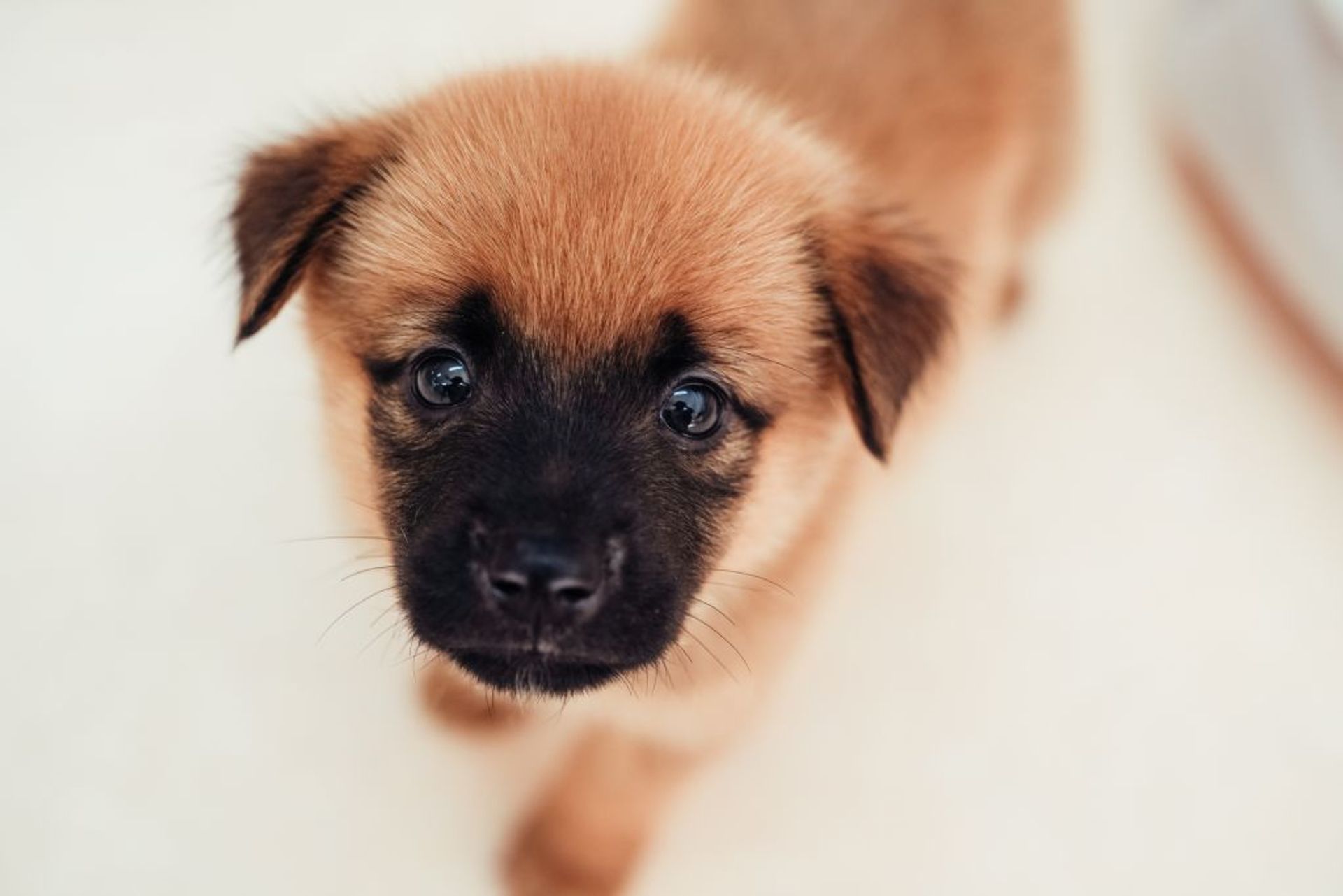 雑種（ミックス犬）・オスの里親募集の写真
