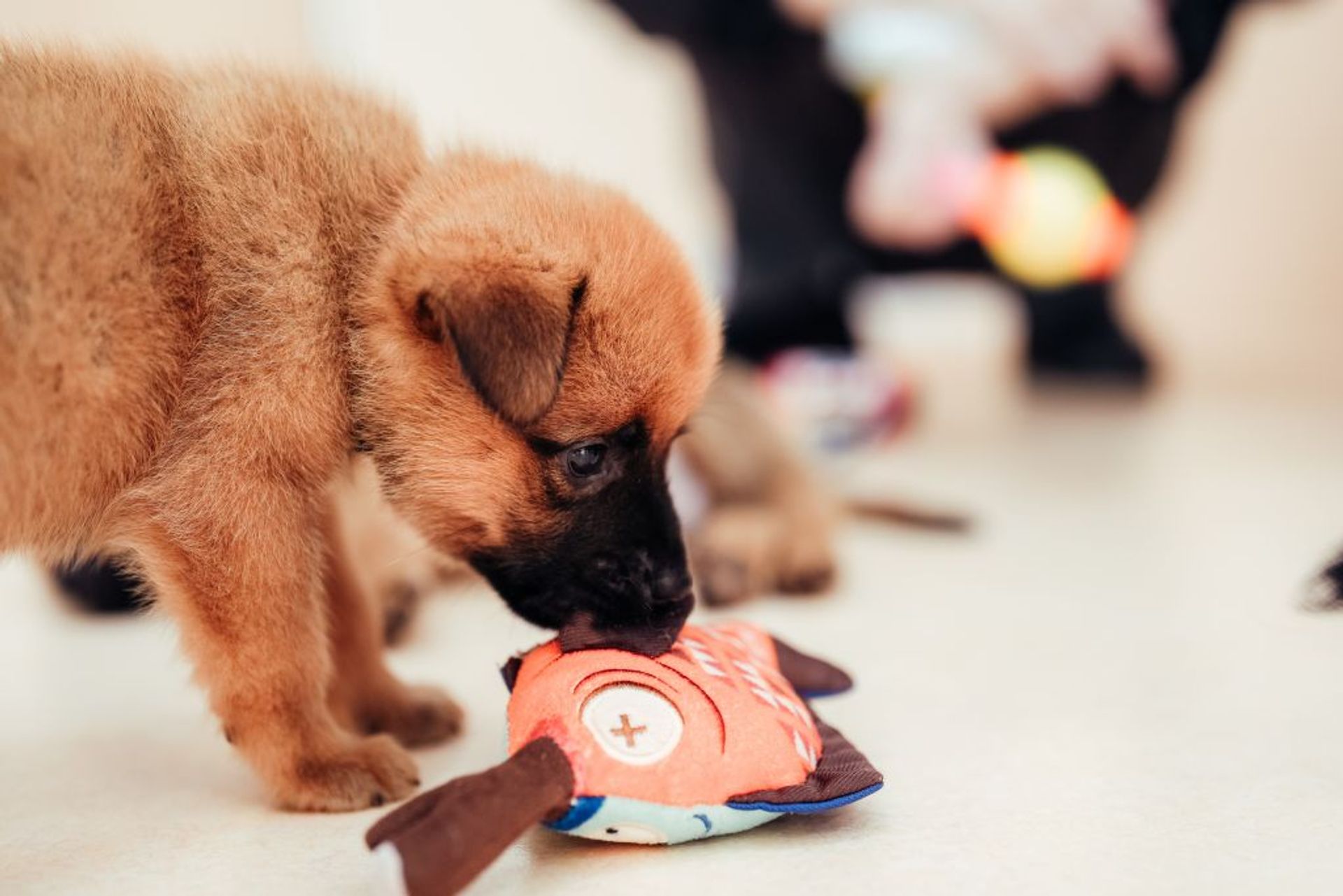 雑種（ミックス犬）・オスの里親募集の写真