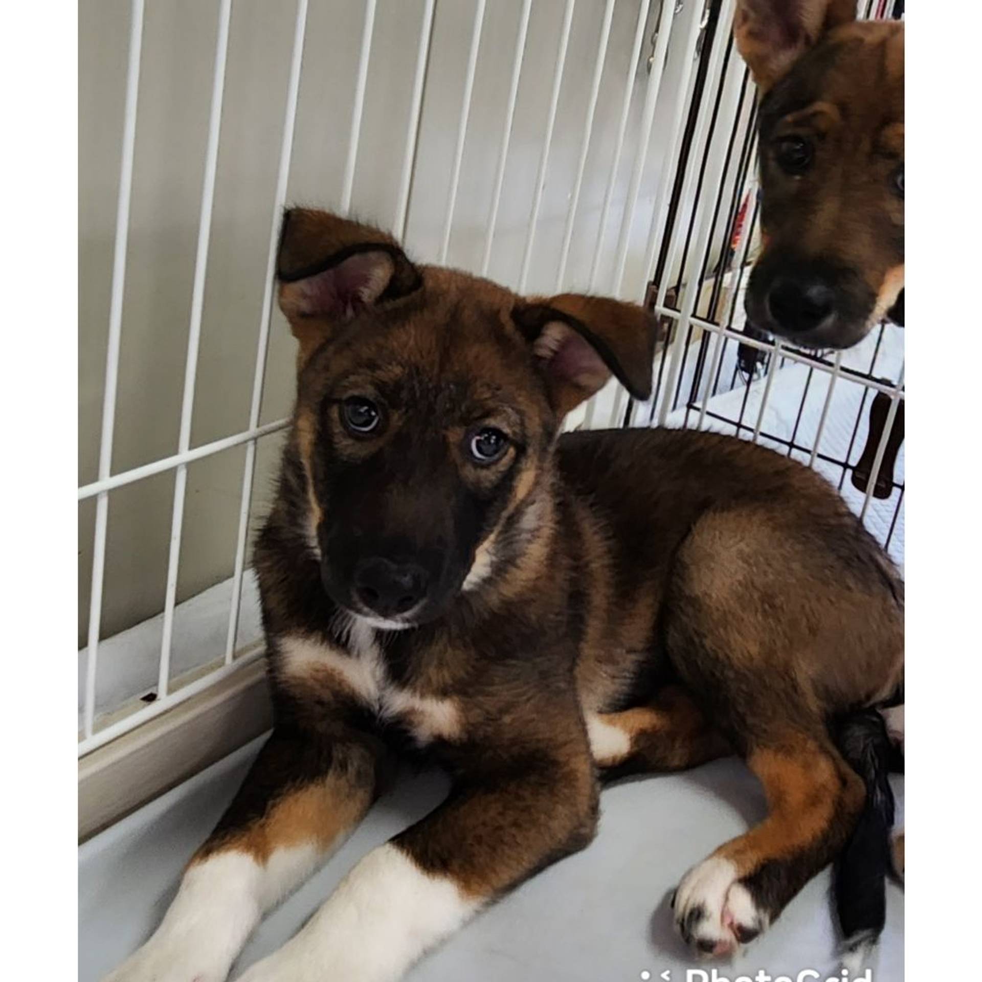 雑種（ミックス犬）・オスの里親募集の写真