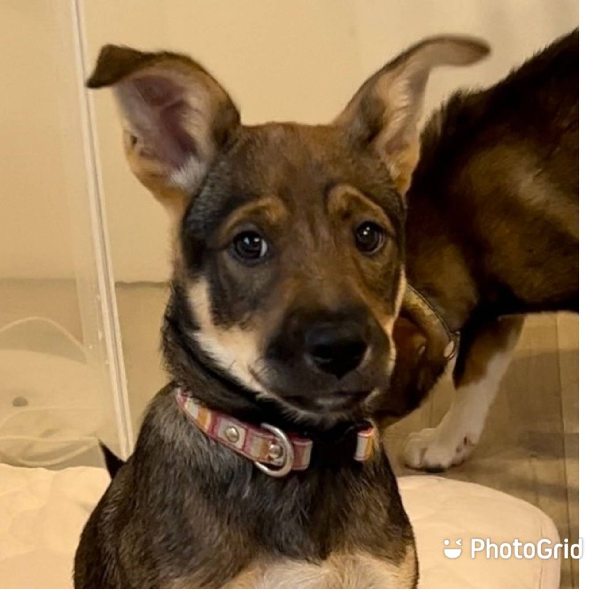 雑種（ミックス犬）・メスの里親募集の写真