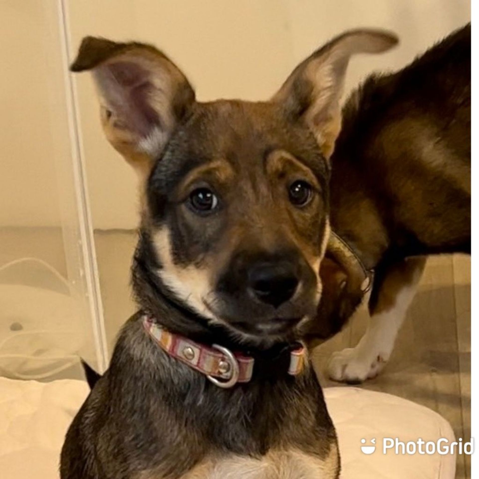 雑種（ミックス犬）・メスの里親募集の写真