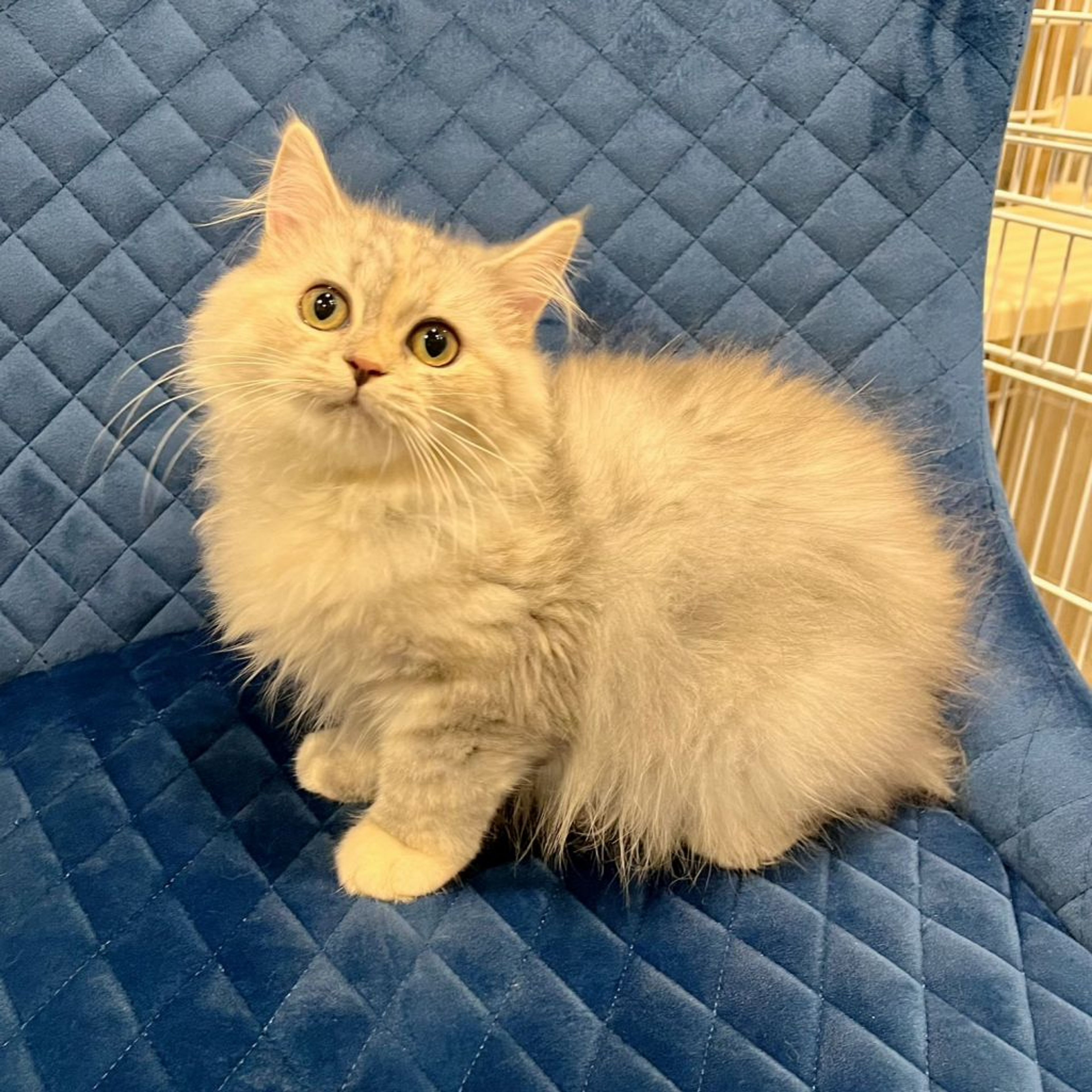 pet-image-4