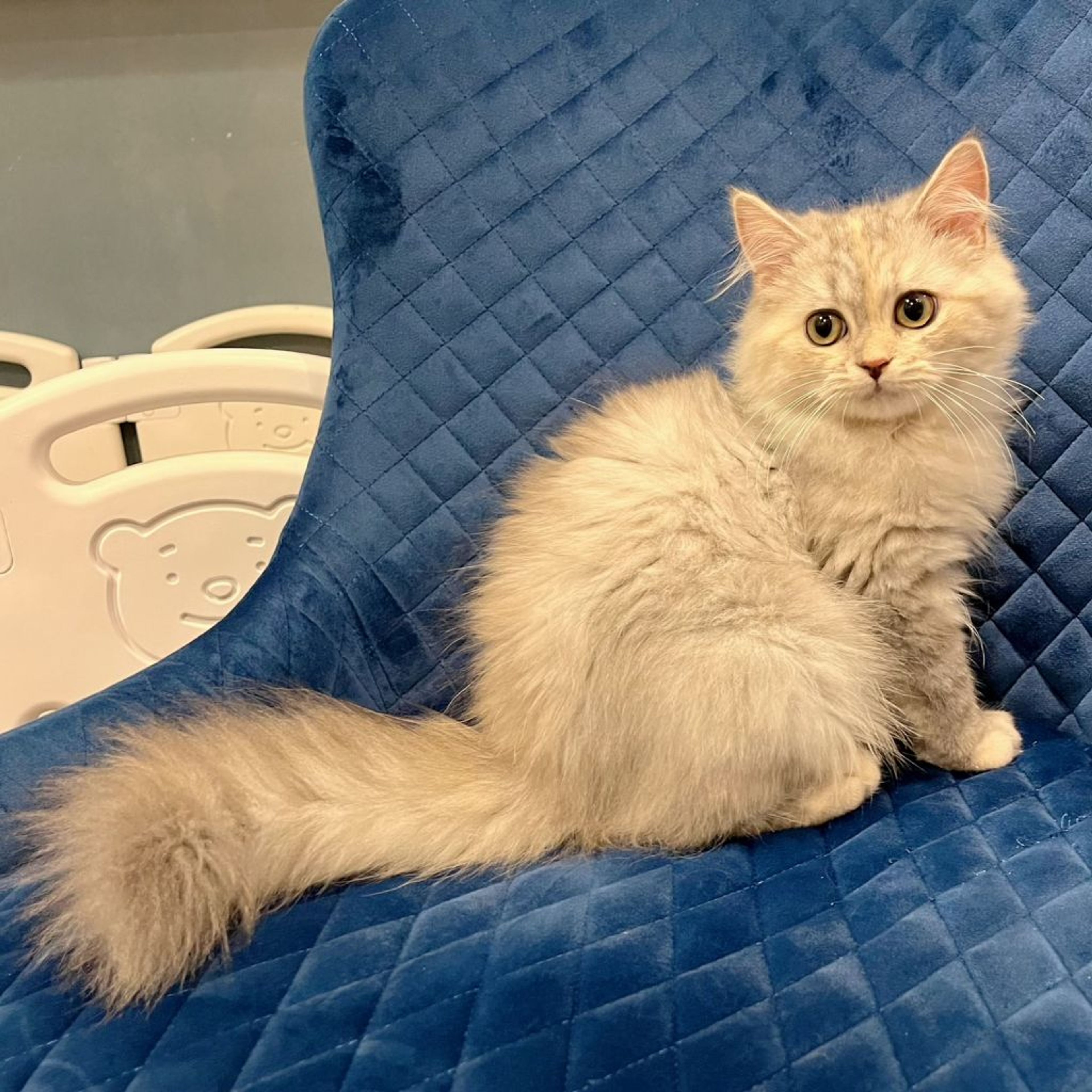 pet-image-5