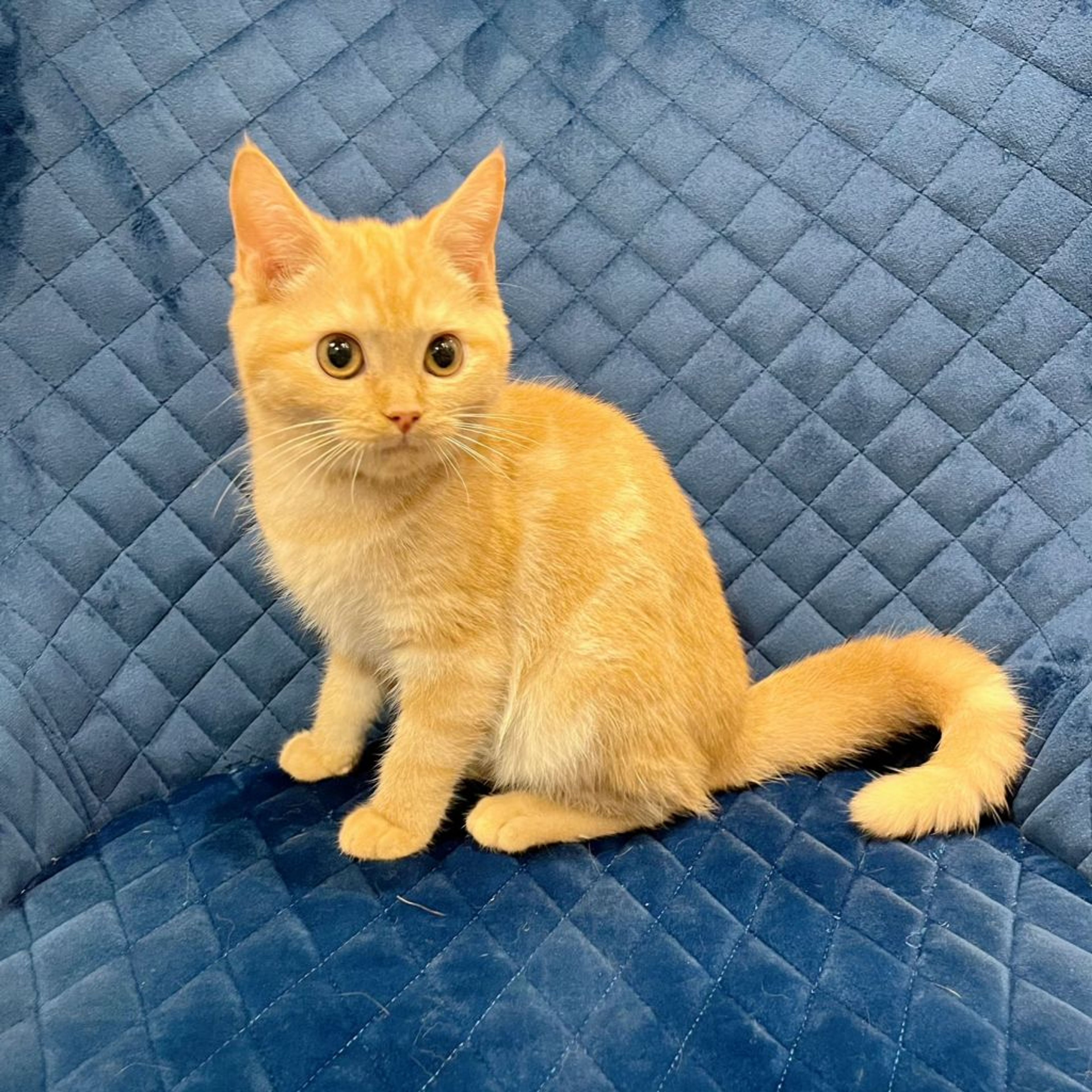 pet-image-3