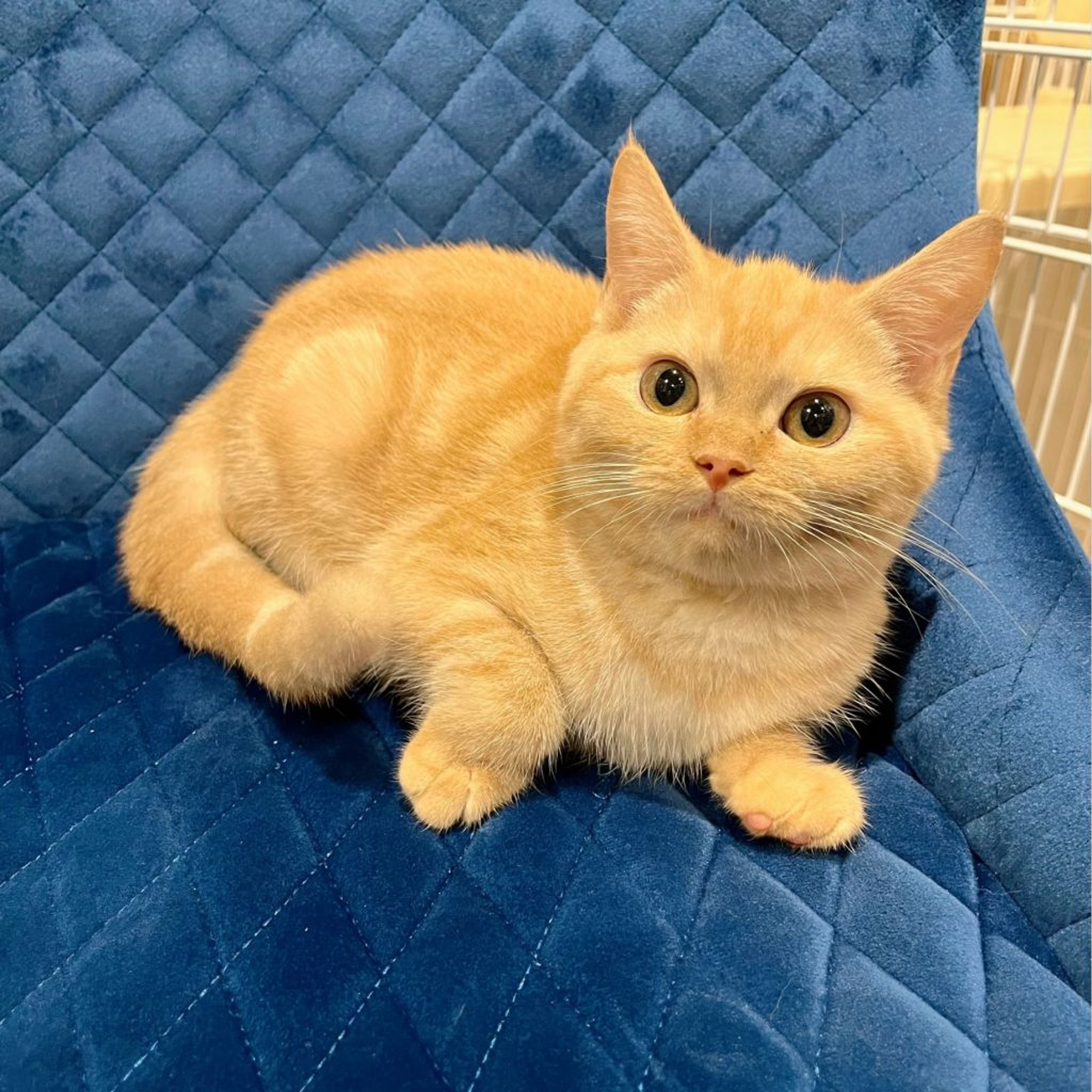 pet-image-5