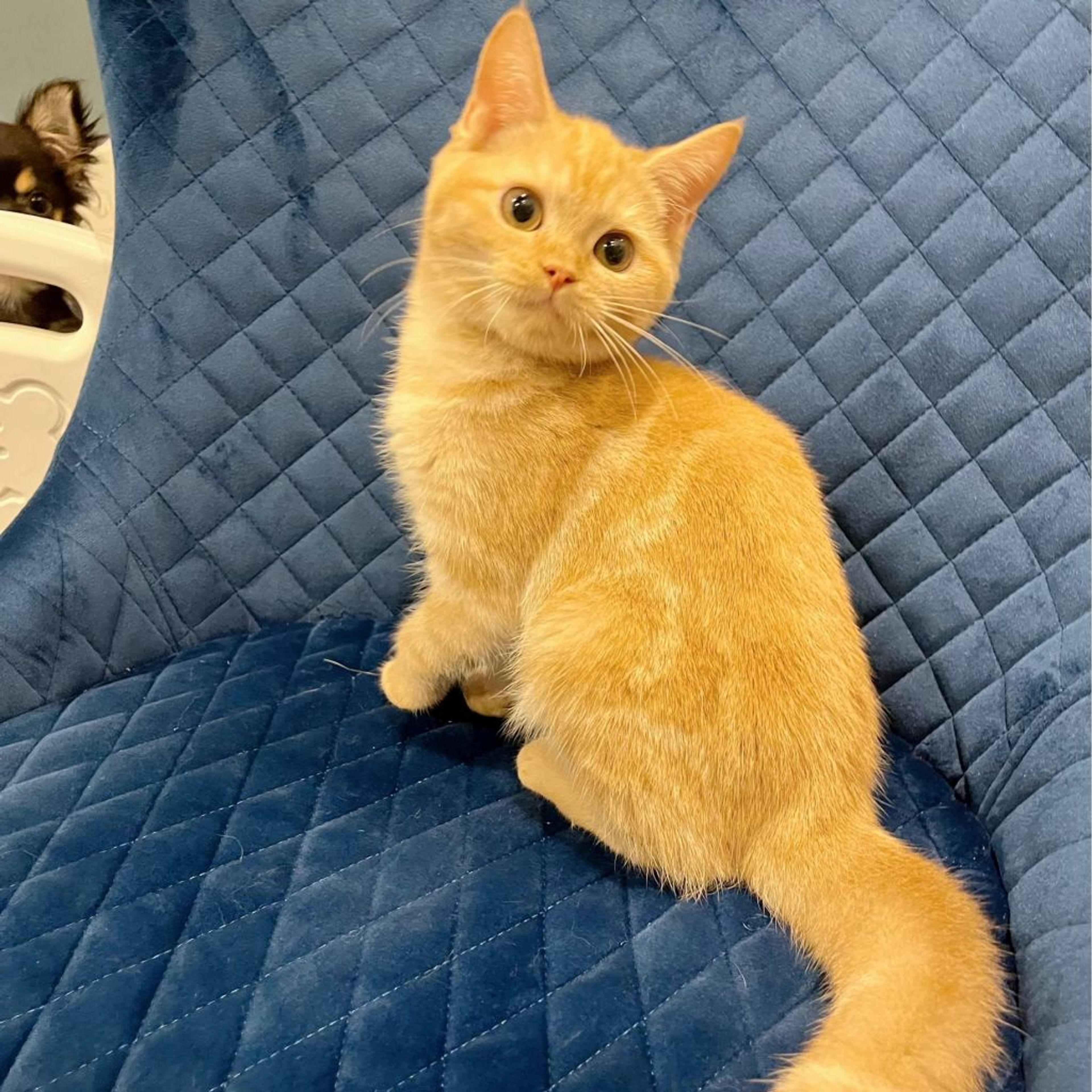 pet-image-6