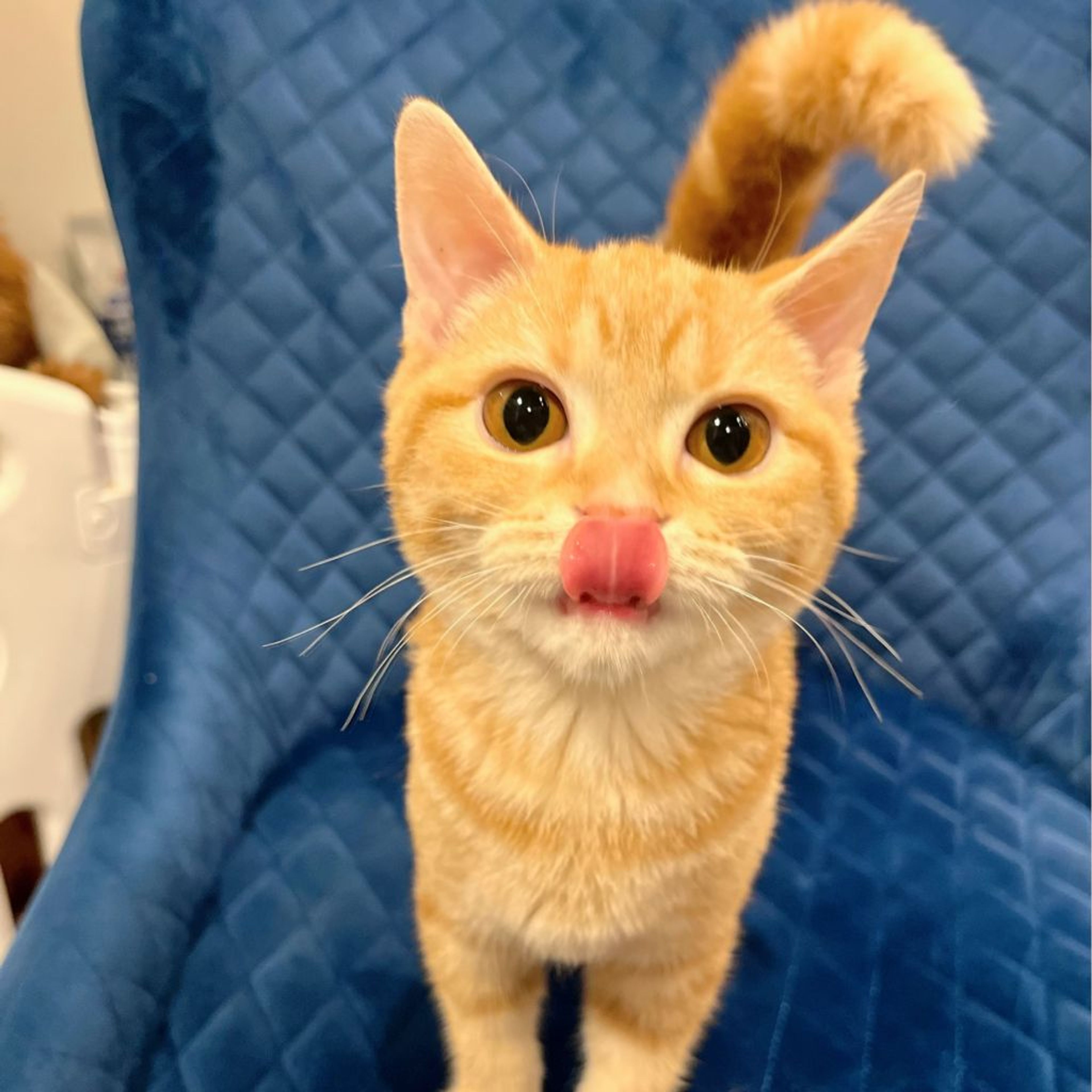 pet-image-4